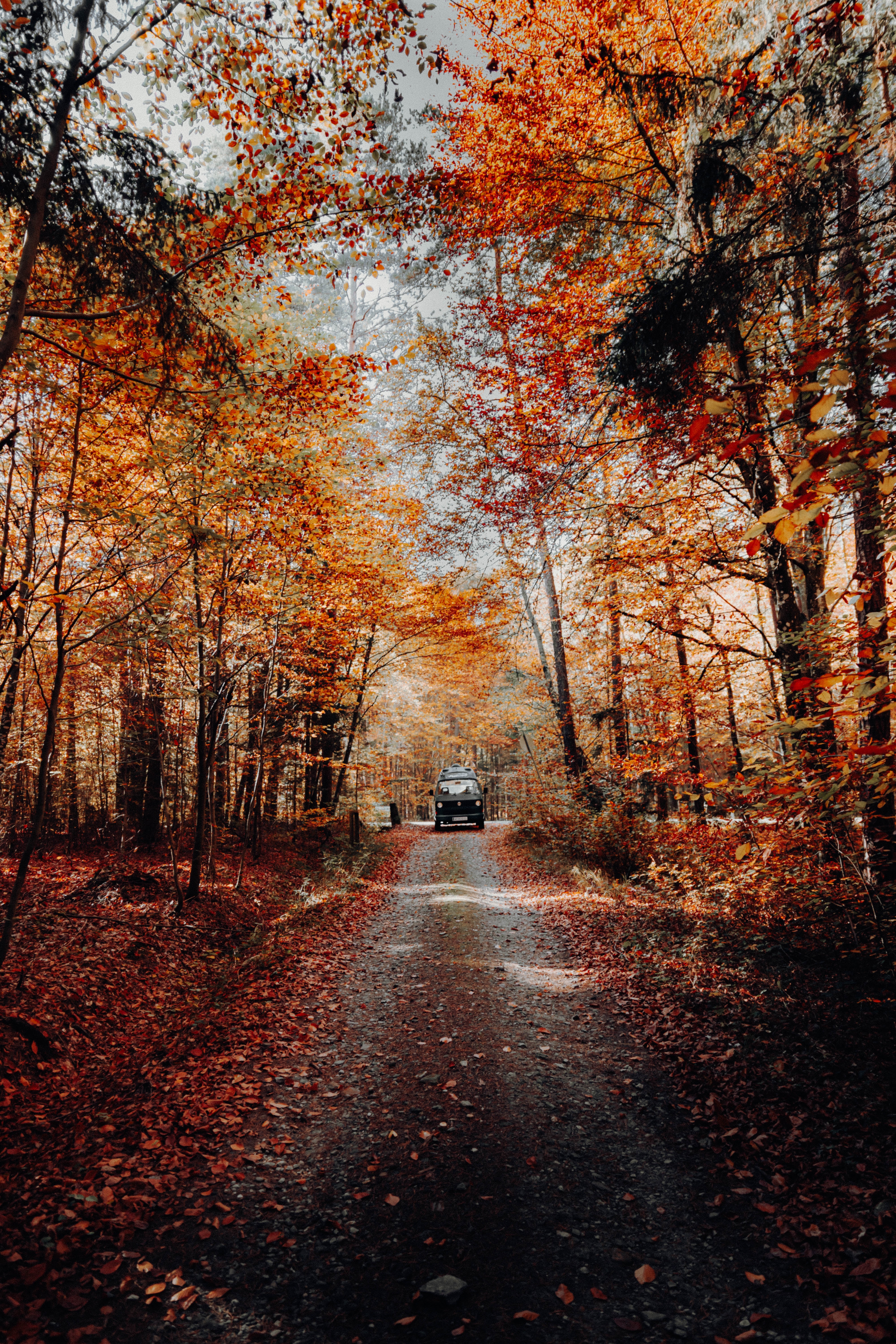 Download mobile wallpaper Road, Autumn, Nature, Forest, Machine, Car for free.