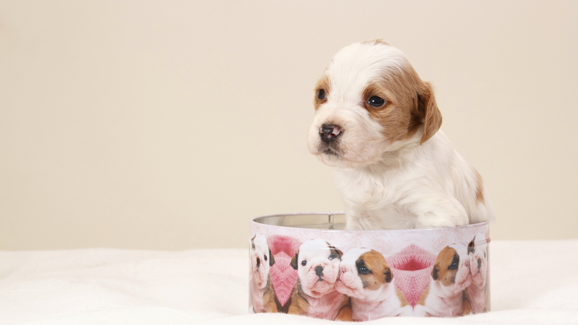 Baixar papel de parede para celular de Animais, Cães, Filhote gratuito.