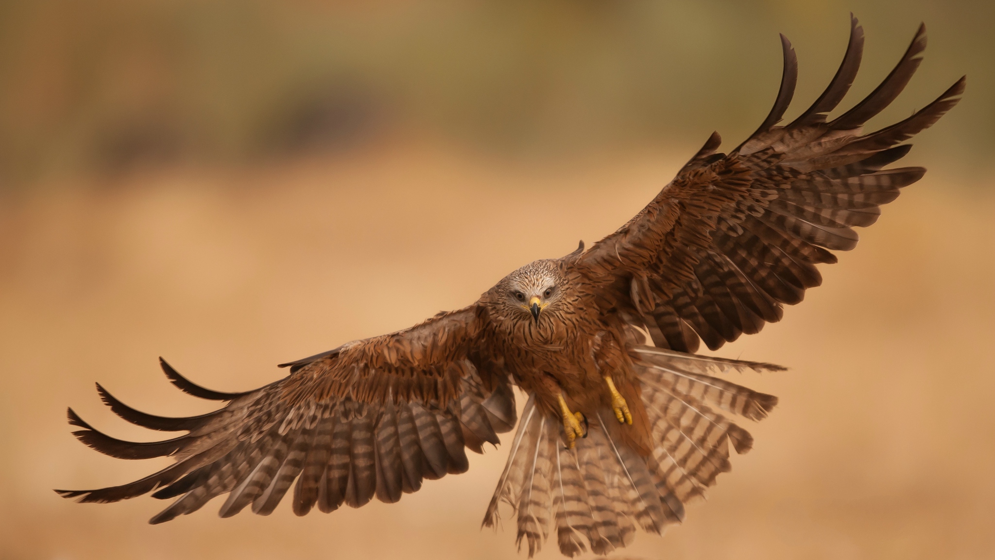 Download mobile wallpaper Birds, Bird, Flight, Animal, Eagle for free.