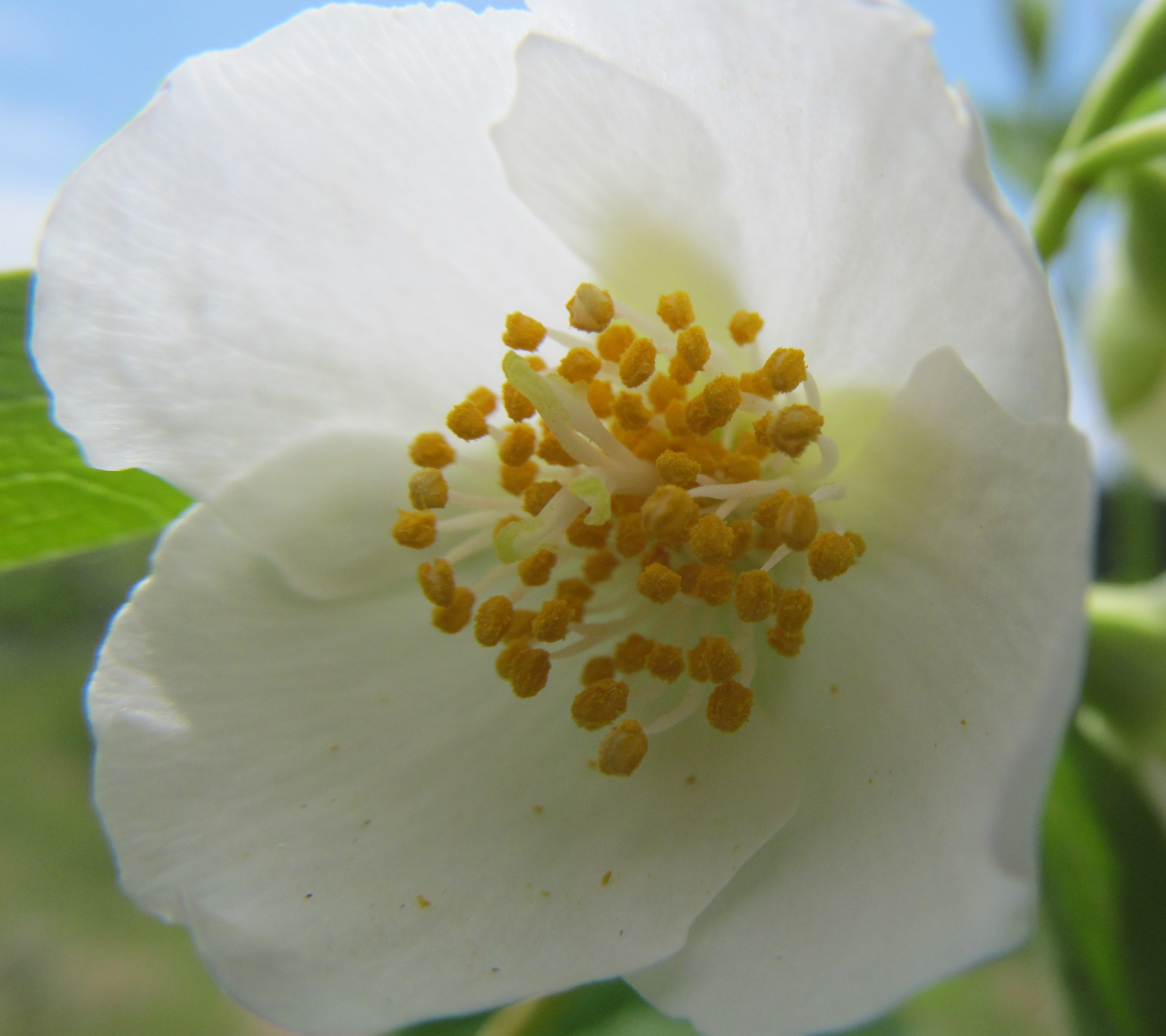 1118103 Bildschirmschoner und Hintergrundbilder Blumen auf Ihrem Telefon. Laden Sie  Bilder kostenlos herunter