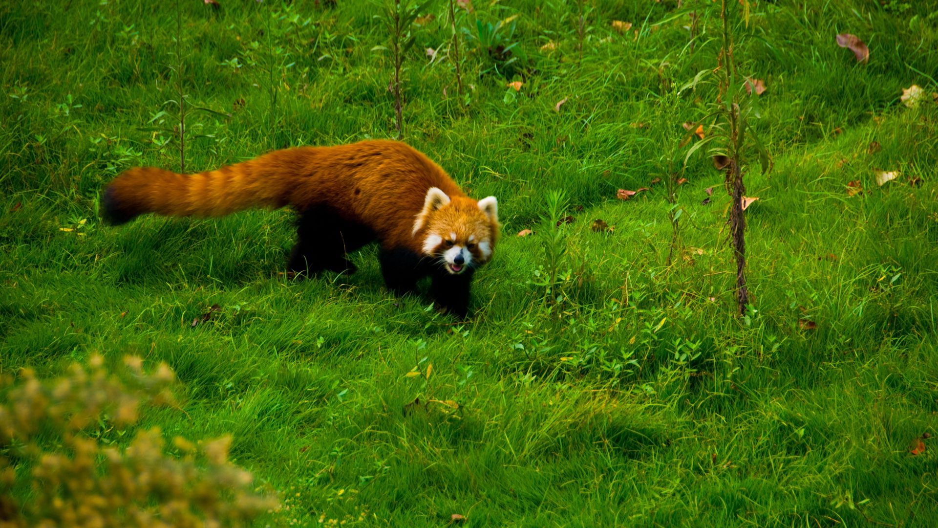 Free download wallpaper Grass, Stroll, Red Panda, Animals on your PC desktop
