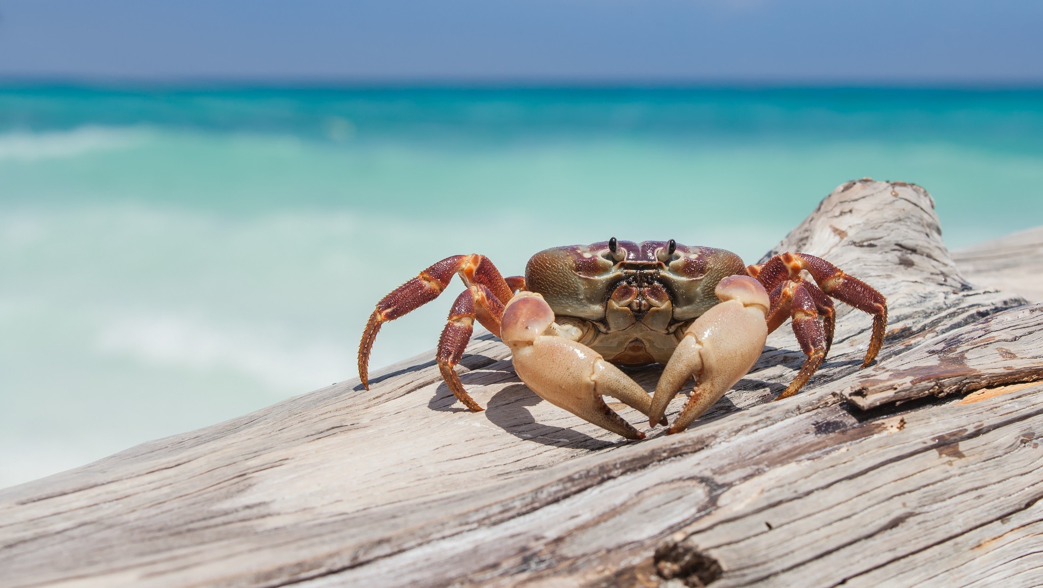 Free download wallpaper Sea, Animal, Tropics, Crab on your PC desktop