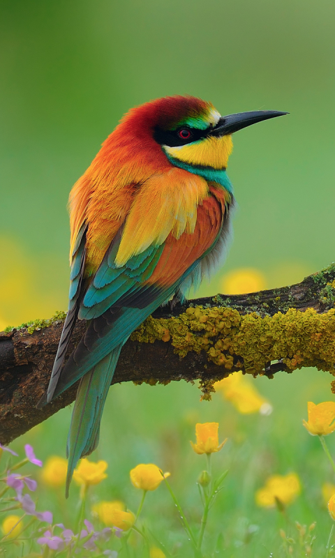 Download mobile wallpaper Nature, Birds, Flower, Bird, Branch, Animal, Colorful, Spring, Bee Eater, European Bee Eater for free.