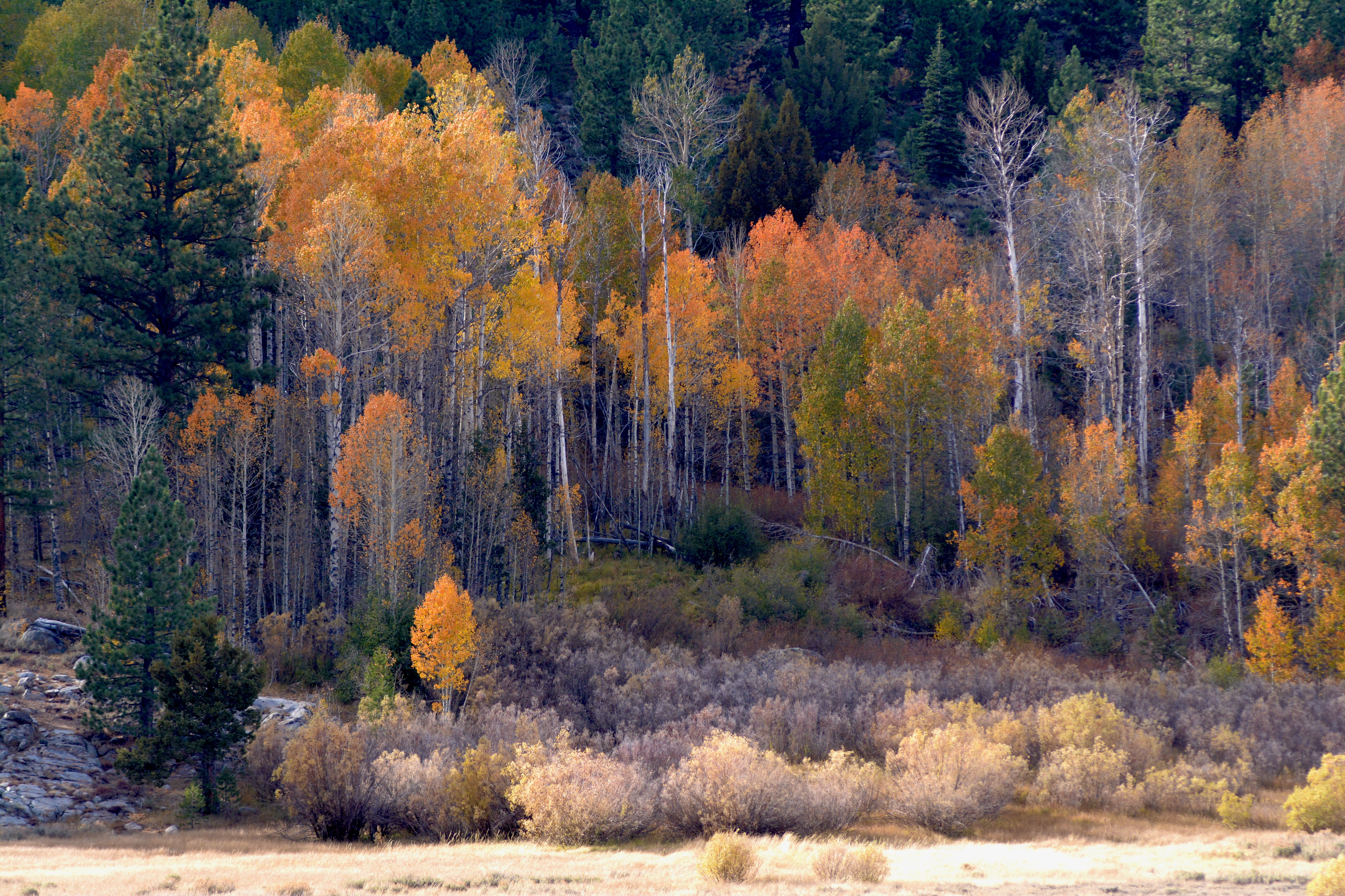 PCデスクトップに自然, 木, 秋, ブッシュ, 森林, 森画像を無料でダウンロード