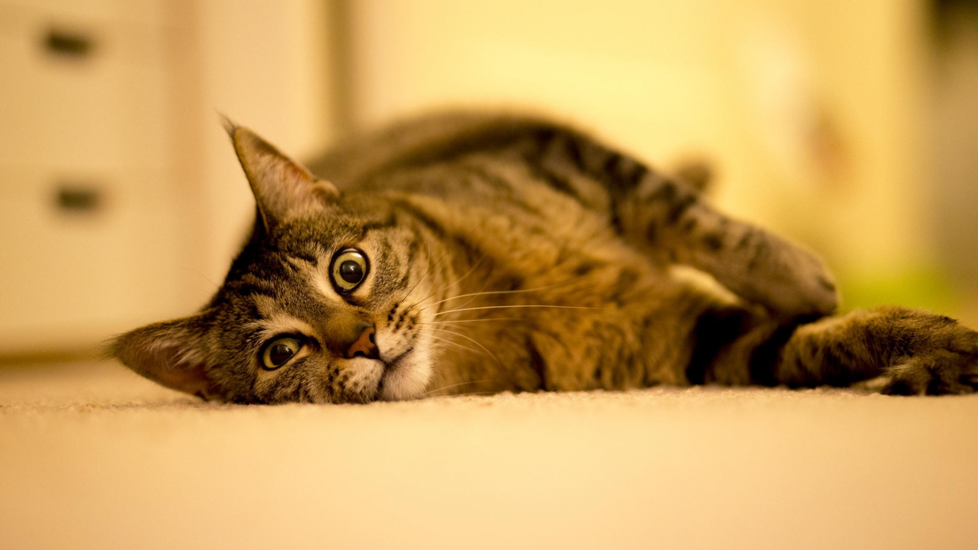 Free download wallpaper Cat, Animal, Resting on your PC desktop