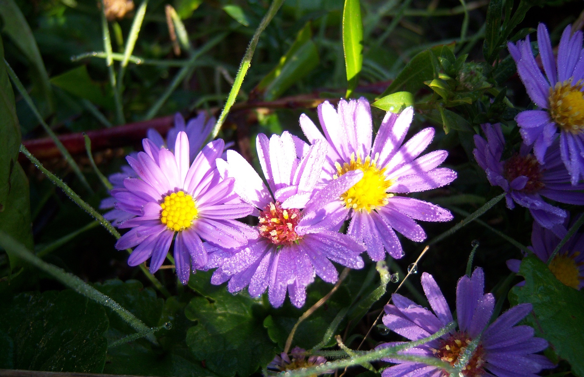 Descarga gratuita de fondo de pantalla para móvil de Flores, Flor, Tierra/naturaleza.