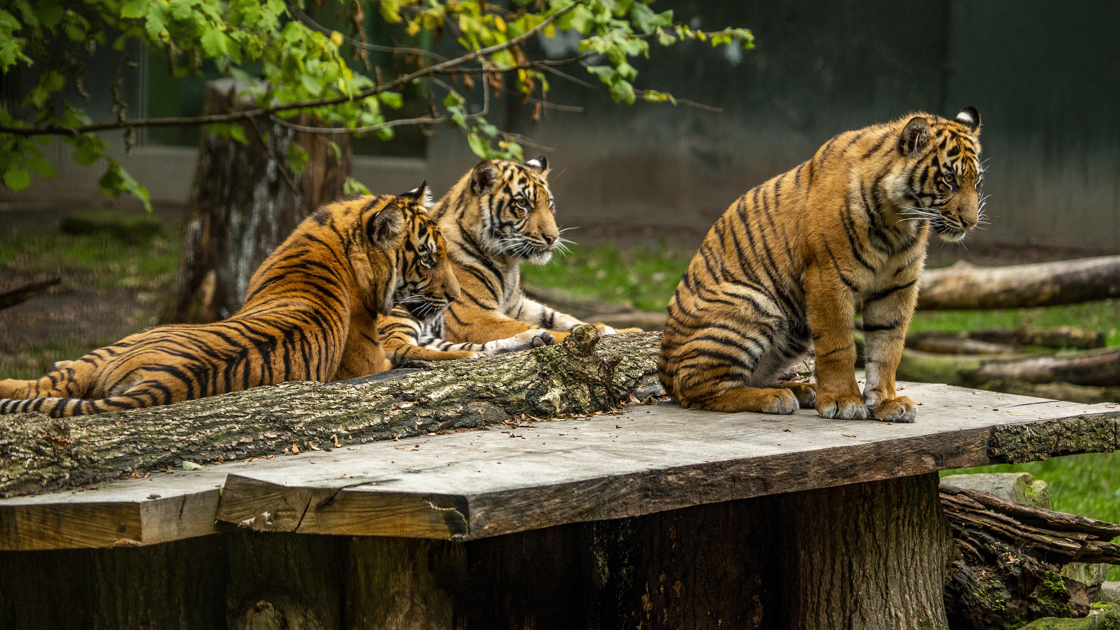 Скачать картинку Животные, Тигр, Зоопарк, Кошки в телефон бесплатно.