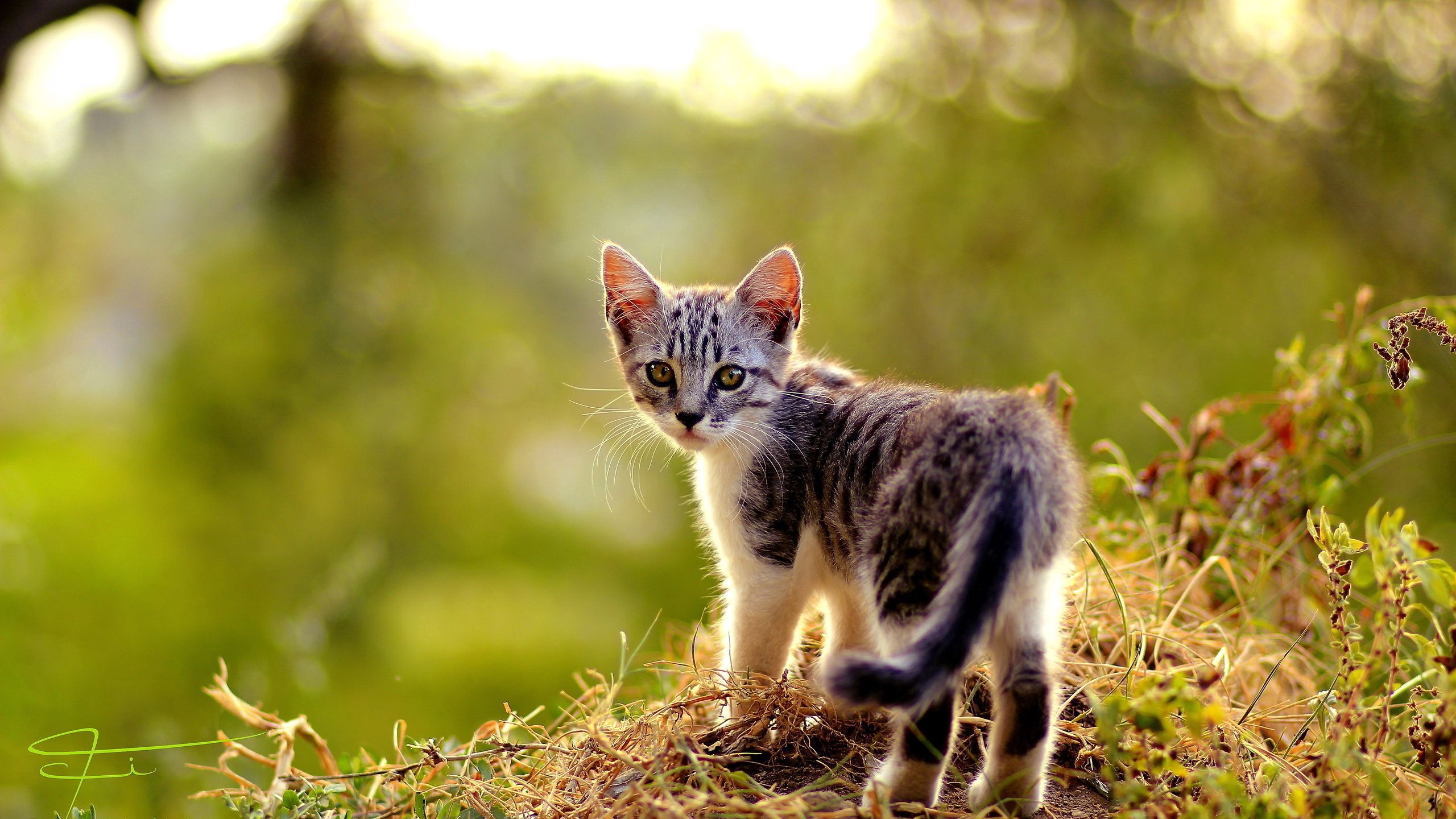 stroll, kitty, animals, grass, kitten, look around, look back