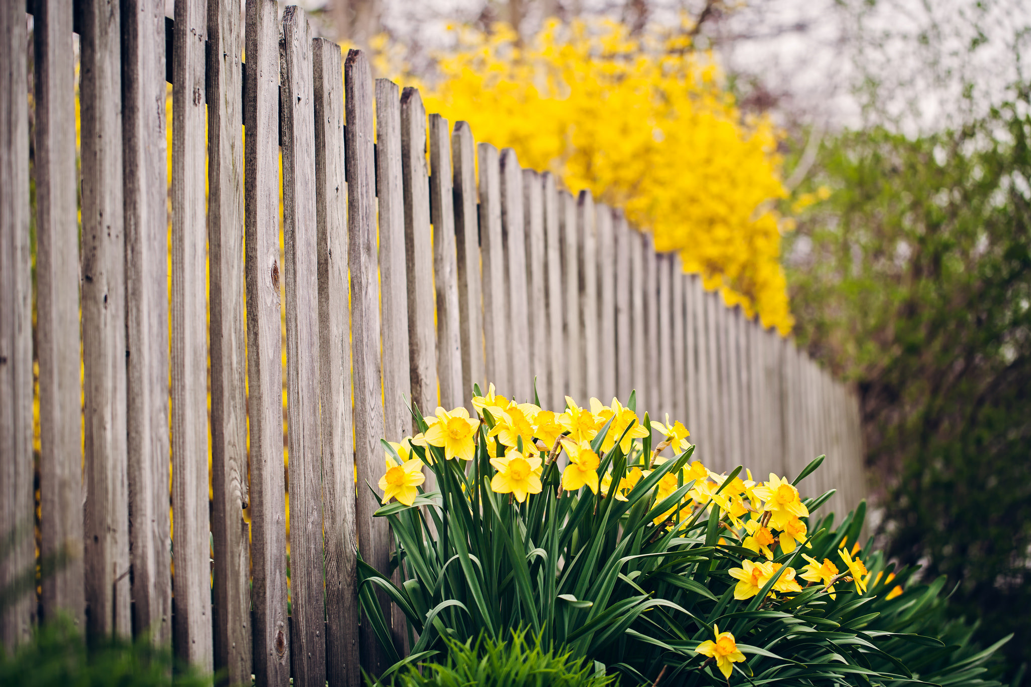 Download mobile wallpaper Nature, Flowers, Flower, Earth, Fence, Garden, Yellow Flower, Daffodil for free.