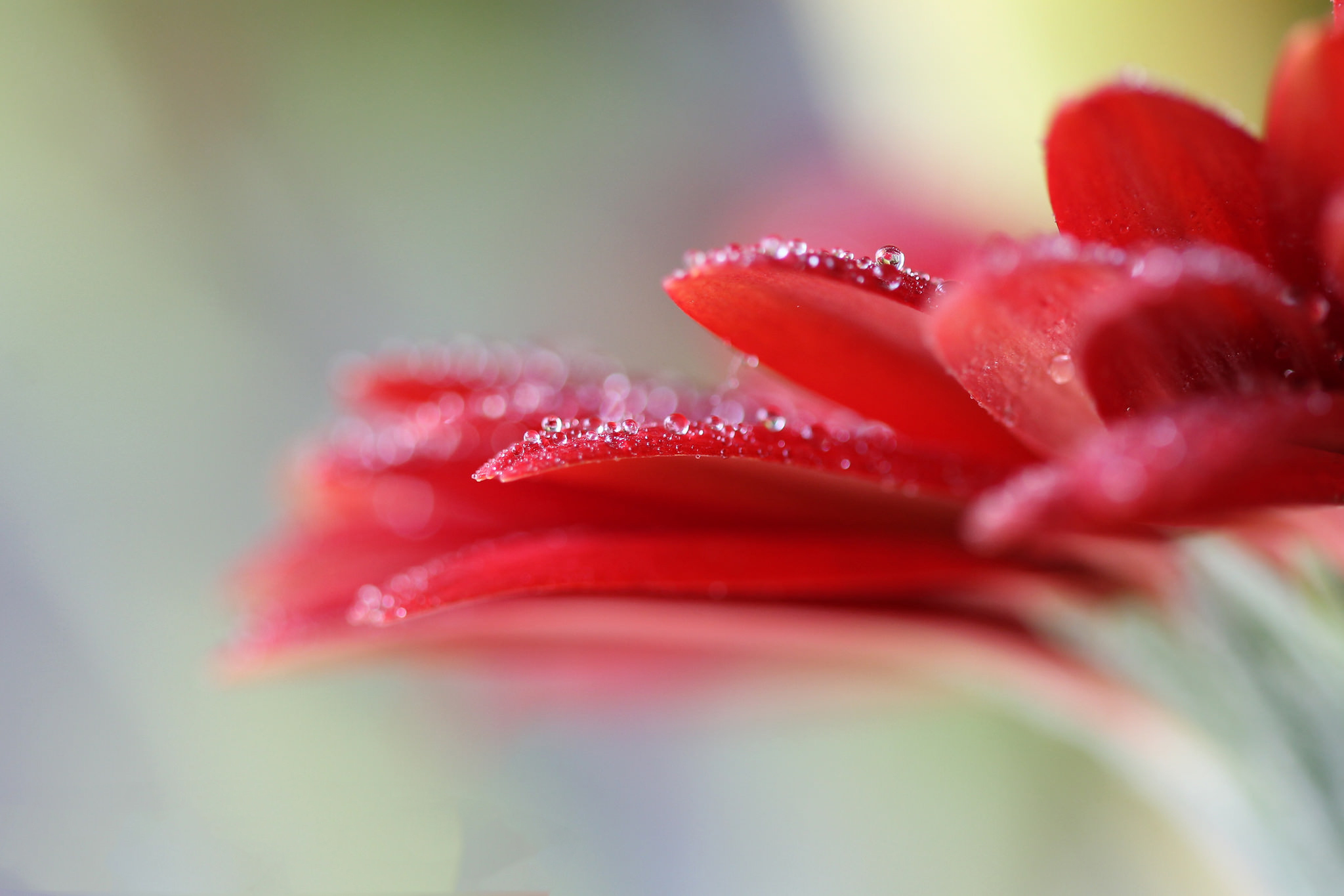 Descarga gratis la imagen Naturaleza, Flores, Gerberas, Flor, Flor Roja, Tierra/naturaleza, Macrofotografía, Difuminado en el escritorio de tu PC