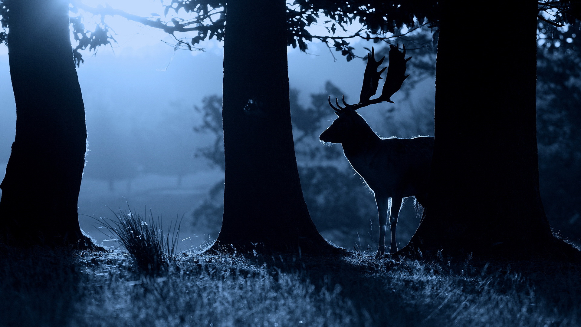 Free download wallpaper Animal, Deer on your PC desktop