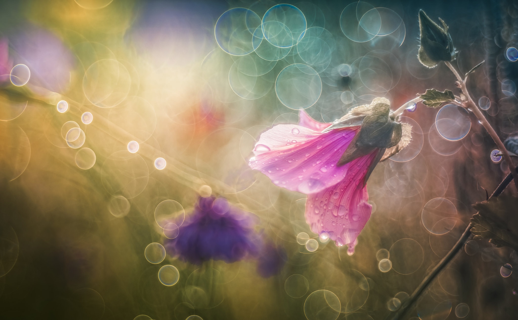 Free download wallpaper Nature, Flowers, Flower, Earth, Bokeh, Water Drop, Pink Flower on your PC desktop