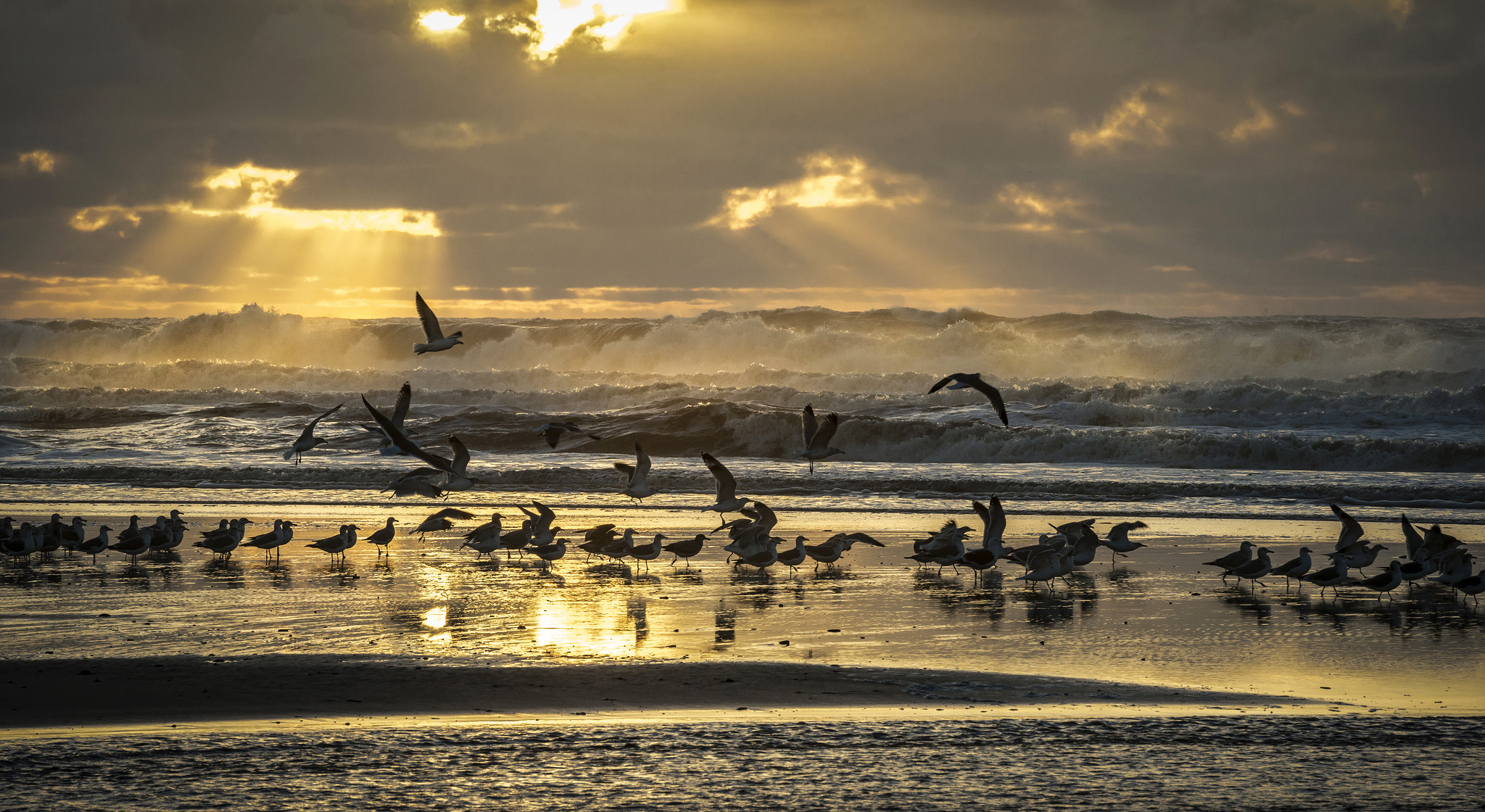 Скачать картинку Восход Солнца, Волна, Чайка, Пляж, Птицы, Животные, Океан в телефон бесплатно.