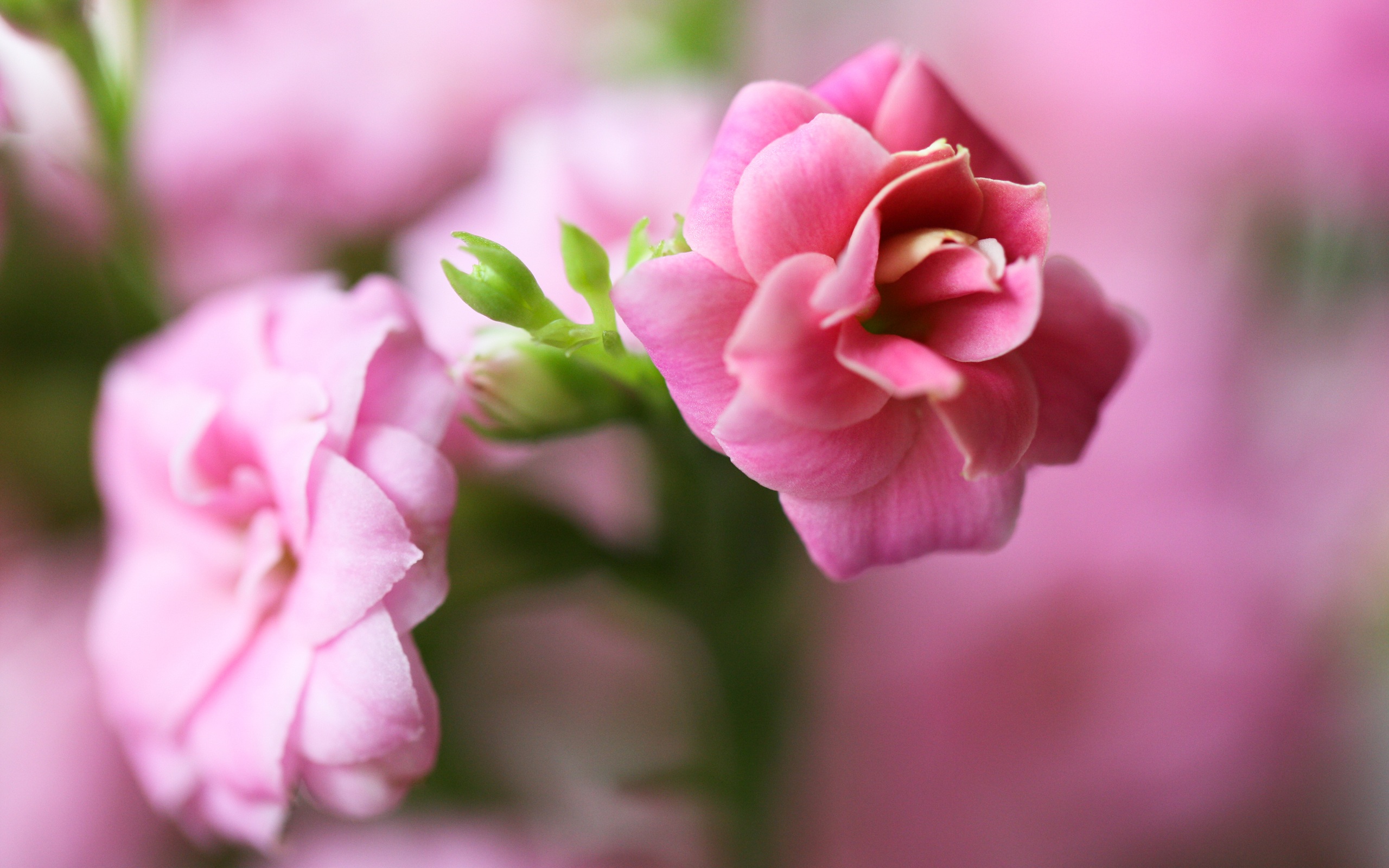 Téléchargez gratuitement l'image Fleurs, Floraison, Terre/nature sur le bureau de votre PC