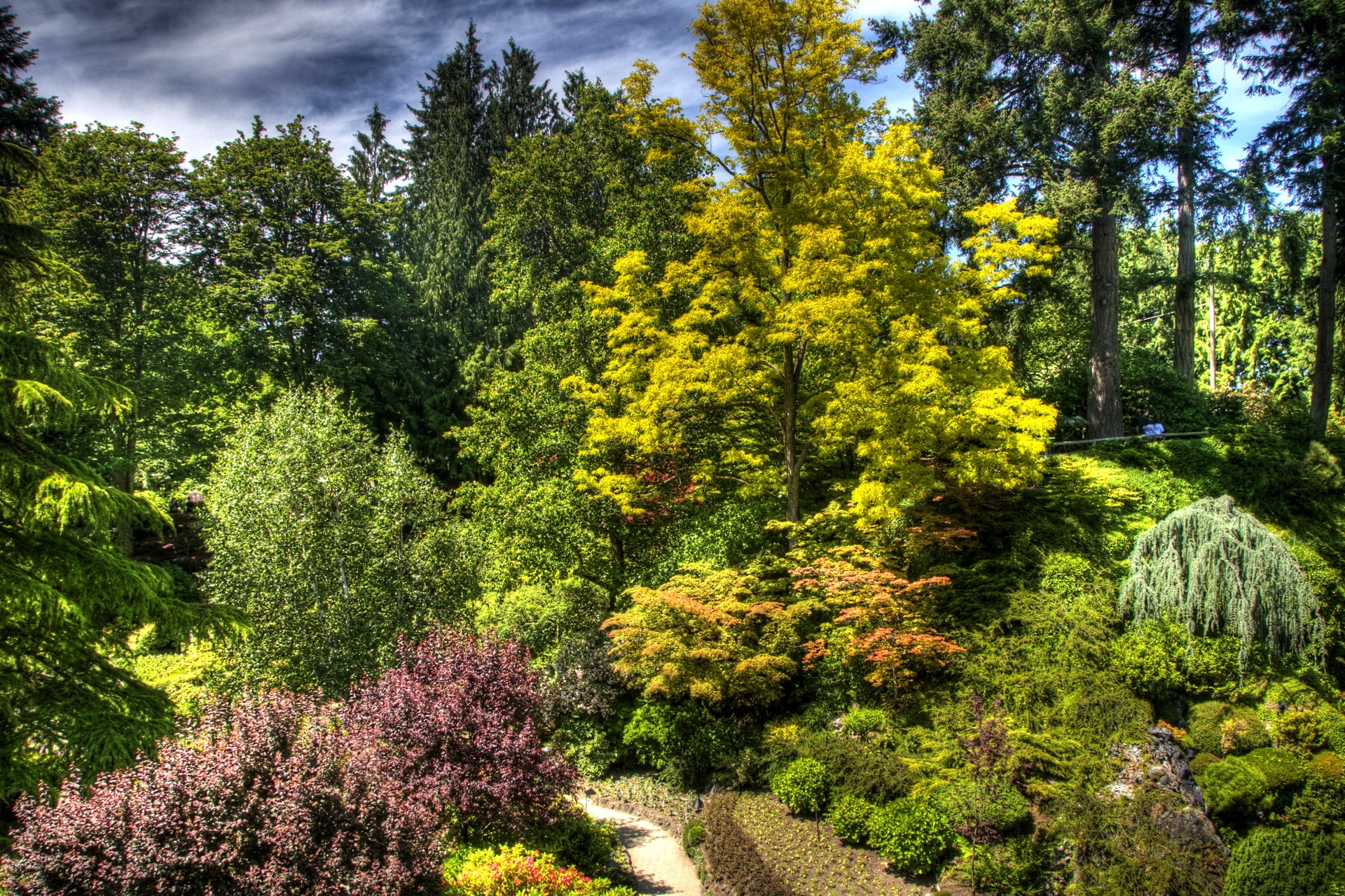 Descarga gratuita de fondo de pantalla para móvil de Arbusto, Brillantemente, Naturaleza, Árboles.