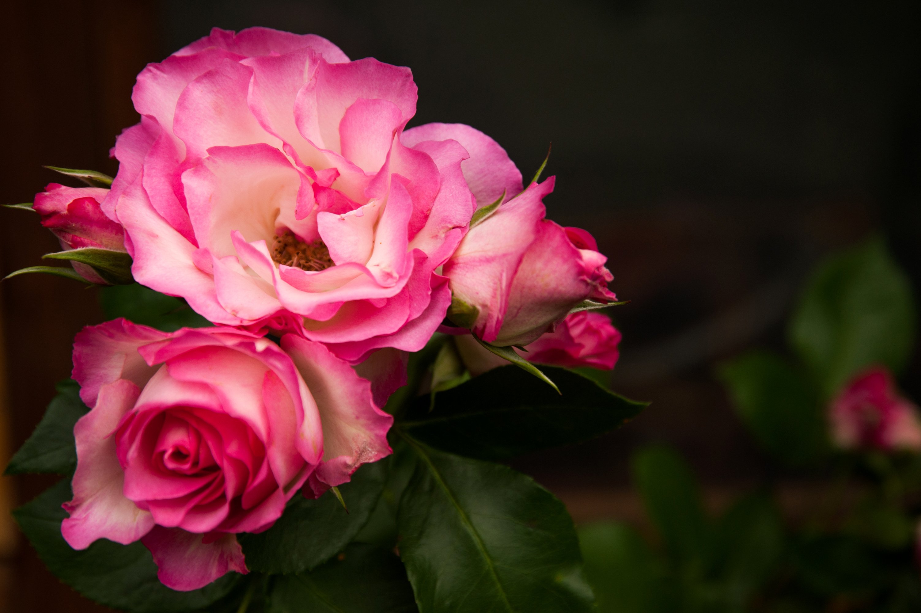Free download wallpaper Flowers, Flower, Rose, Earth, Pink Flower on your PC desktop