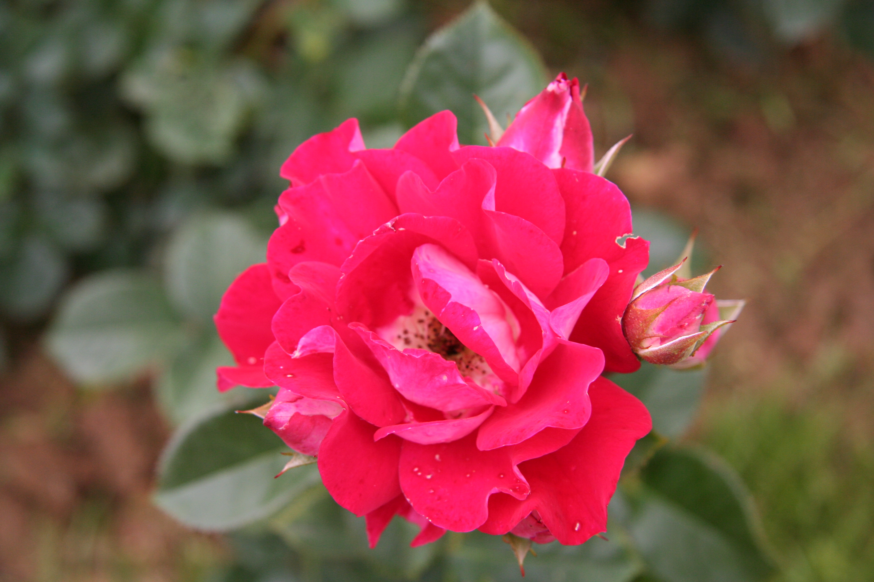 Baixe gratuitamente a imagem Flores, Rosa, Terra/natureza na área de trabalho do seu PC