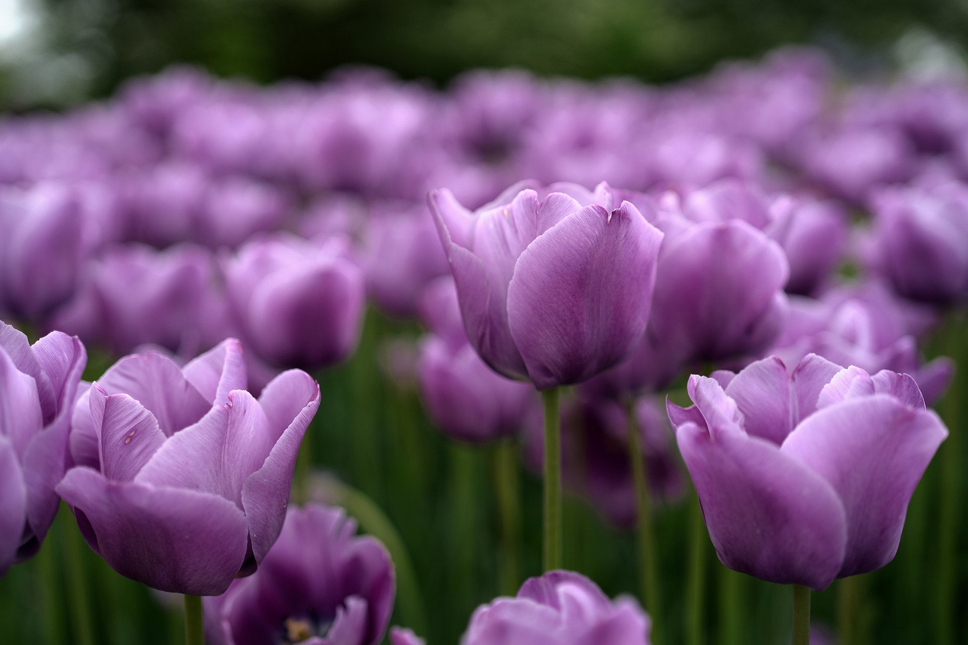 Скачати мобільні шпалери Квітка, Земля, Тюльпан, Фіолетова Квітка, Флауерзи безкоштовно.