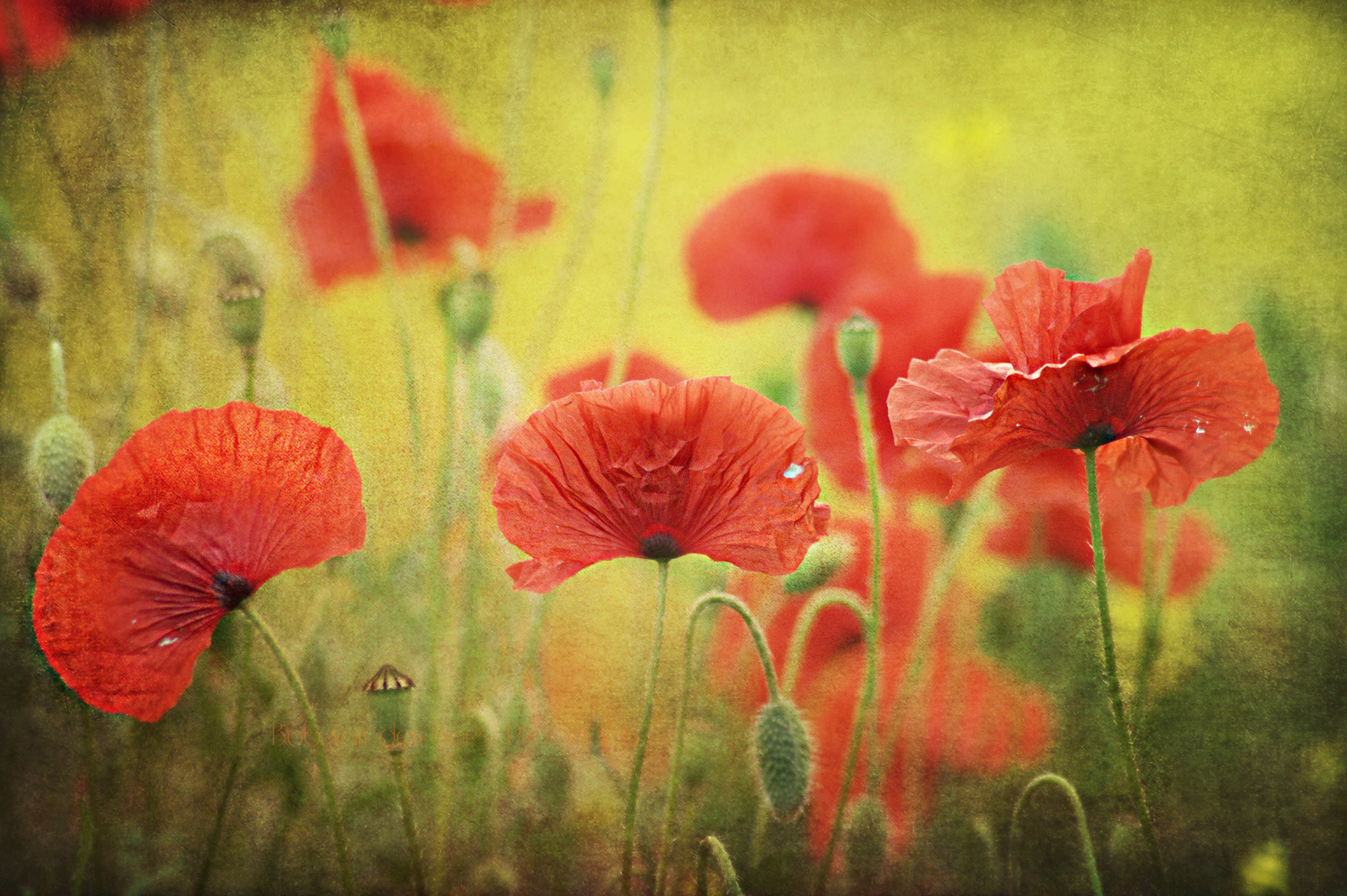 Free download wallpaper Flowers, Earth, Poppy on your PC desktop