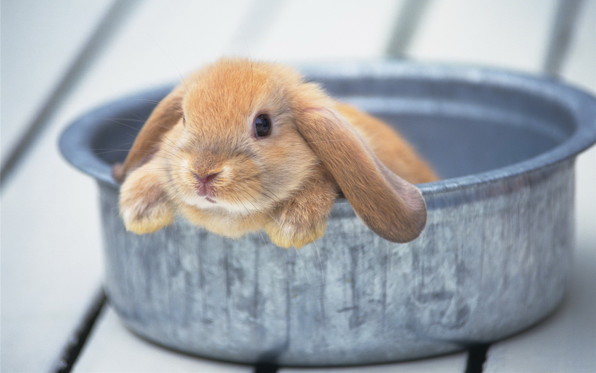 Free download wallpaper Animal, Rabbit, Cute on your PC desktop