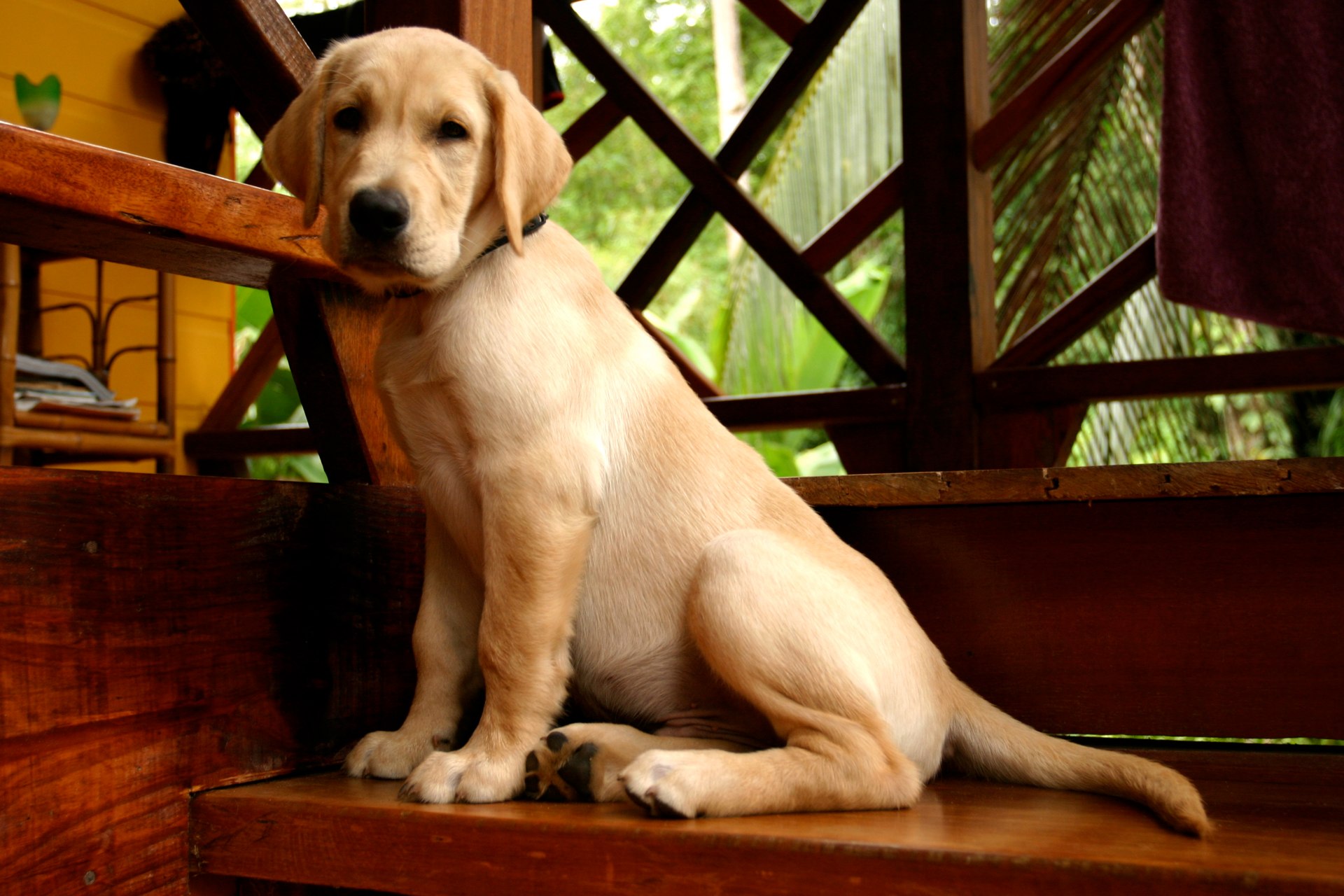 Download mobile wallpaper Dogs, Dog, Animal, Labrador Retriever for free.