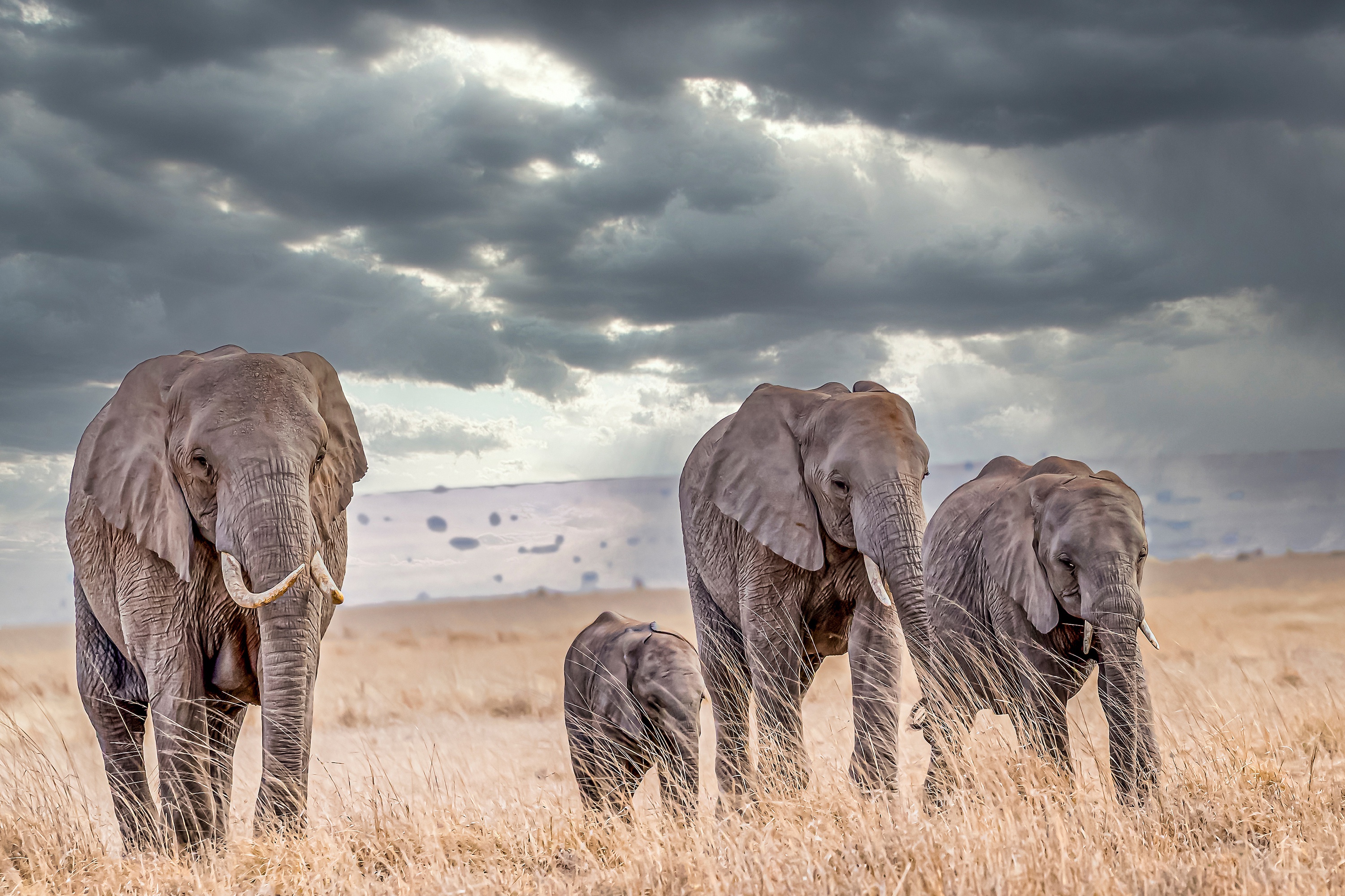 Free download wallpaper Elephants, Animal, Savannah, African Bush Elephant on your PC desktop
