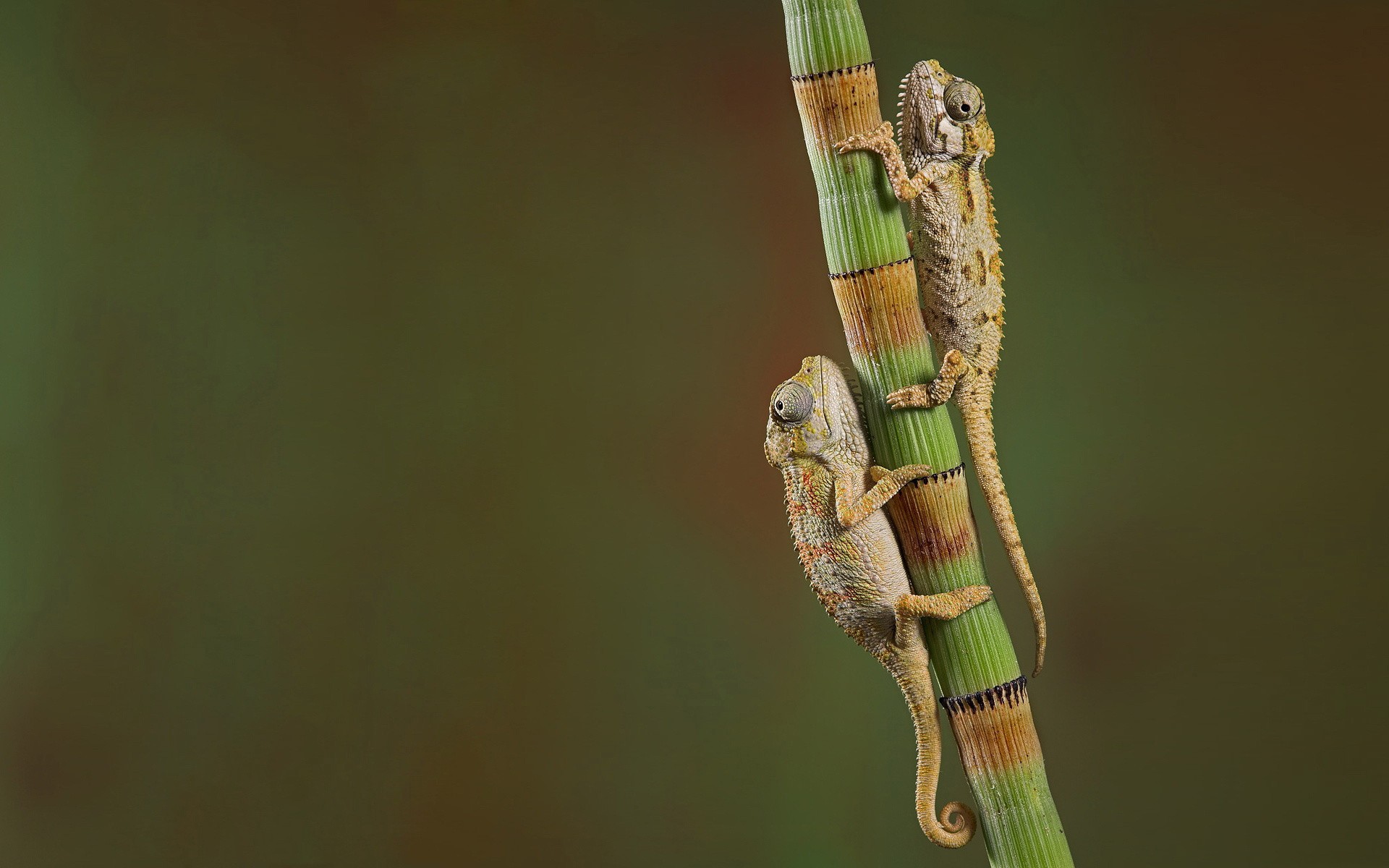 Free download wallpaper Animal, Chameleon on your PC desktop