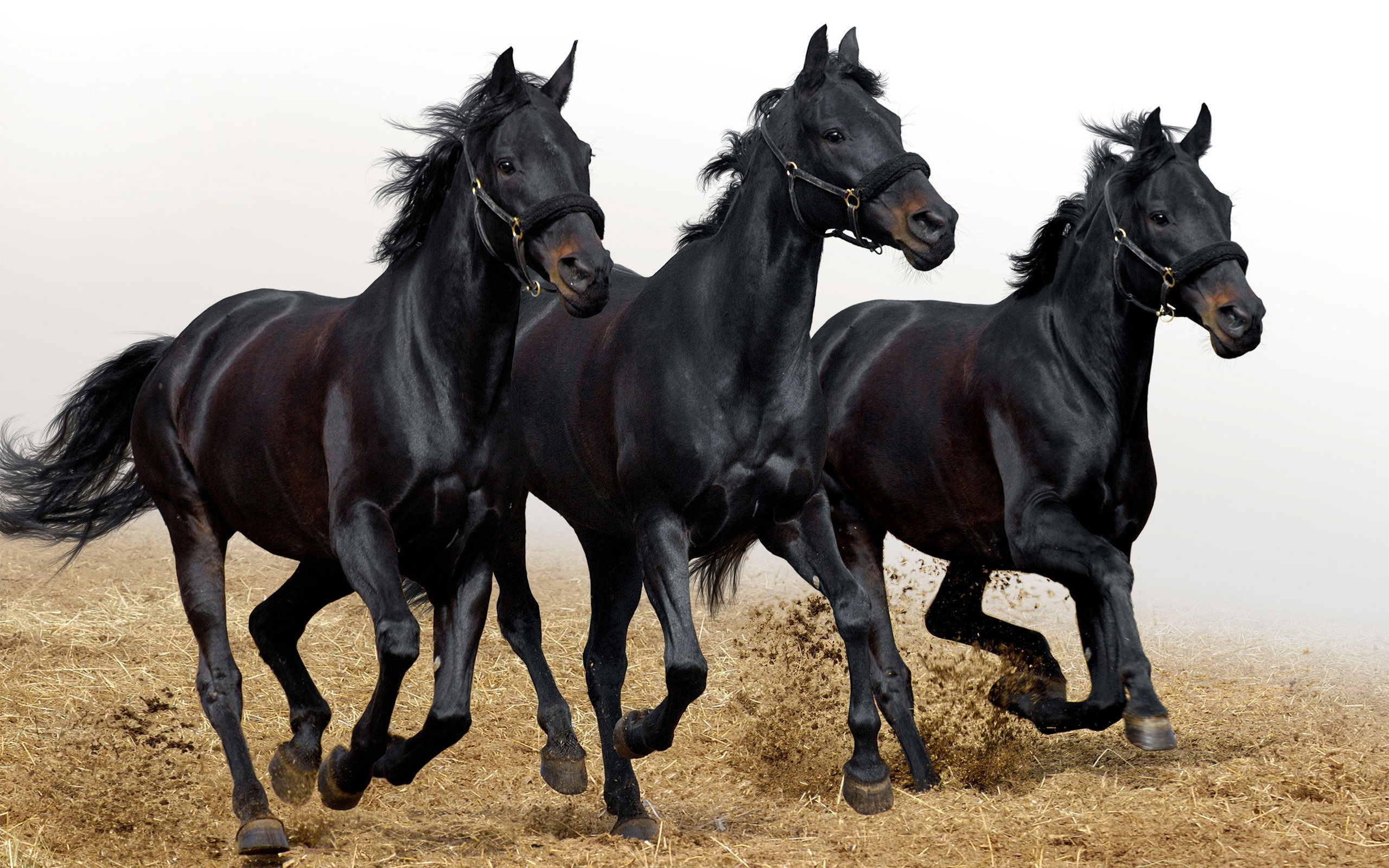 Скачать картинку Лошадь, Чёрный, Животные в телефон бесплатно.