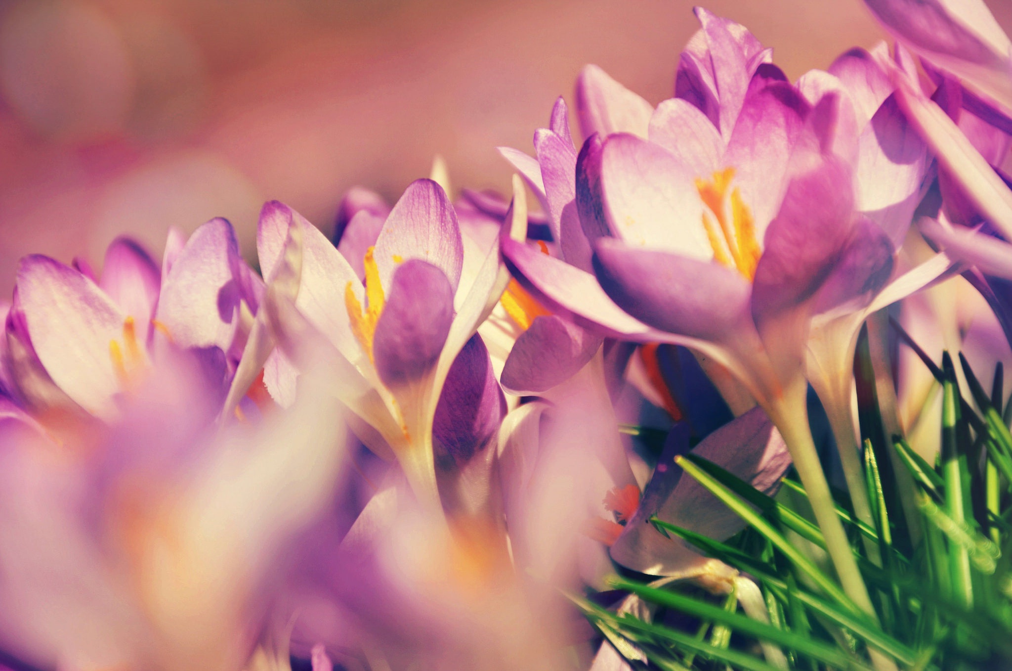 Téléchargez gratuitement l'image Fleurs, Fleur, Macro, Crocus, Fleur Mauve, La Nature, Terre/nature sur le bureau de votre PC