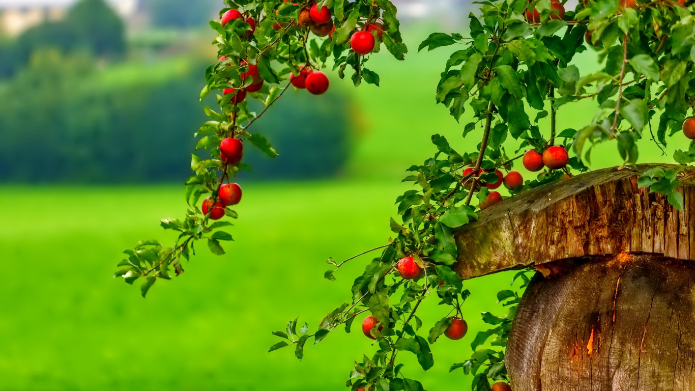 Free download wallpaper Fruits, Food, Apple, Tree, Photography on your PC desktop