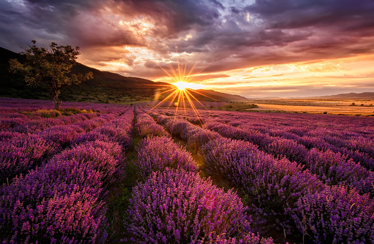 Laden Sie das Lavendel, Erde/natur-Bild kostenlos auf Ihren PC-Desktop herunter