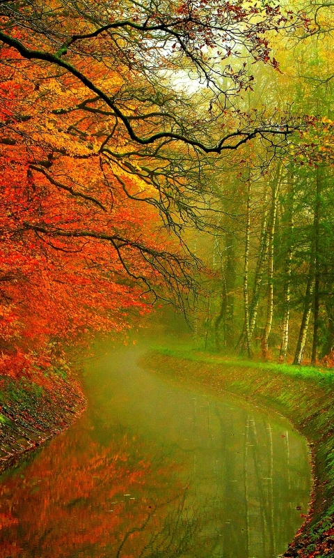 Descarga gratuita de fondo de pantalla para móvil de Otoño, Rio, Bosque, Árbol, Tierra, Tierra/naturaleza.