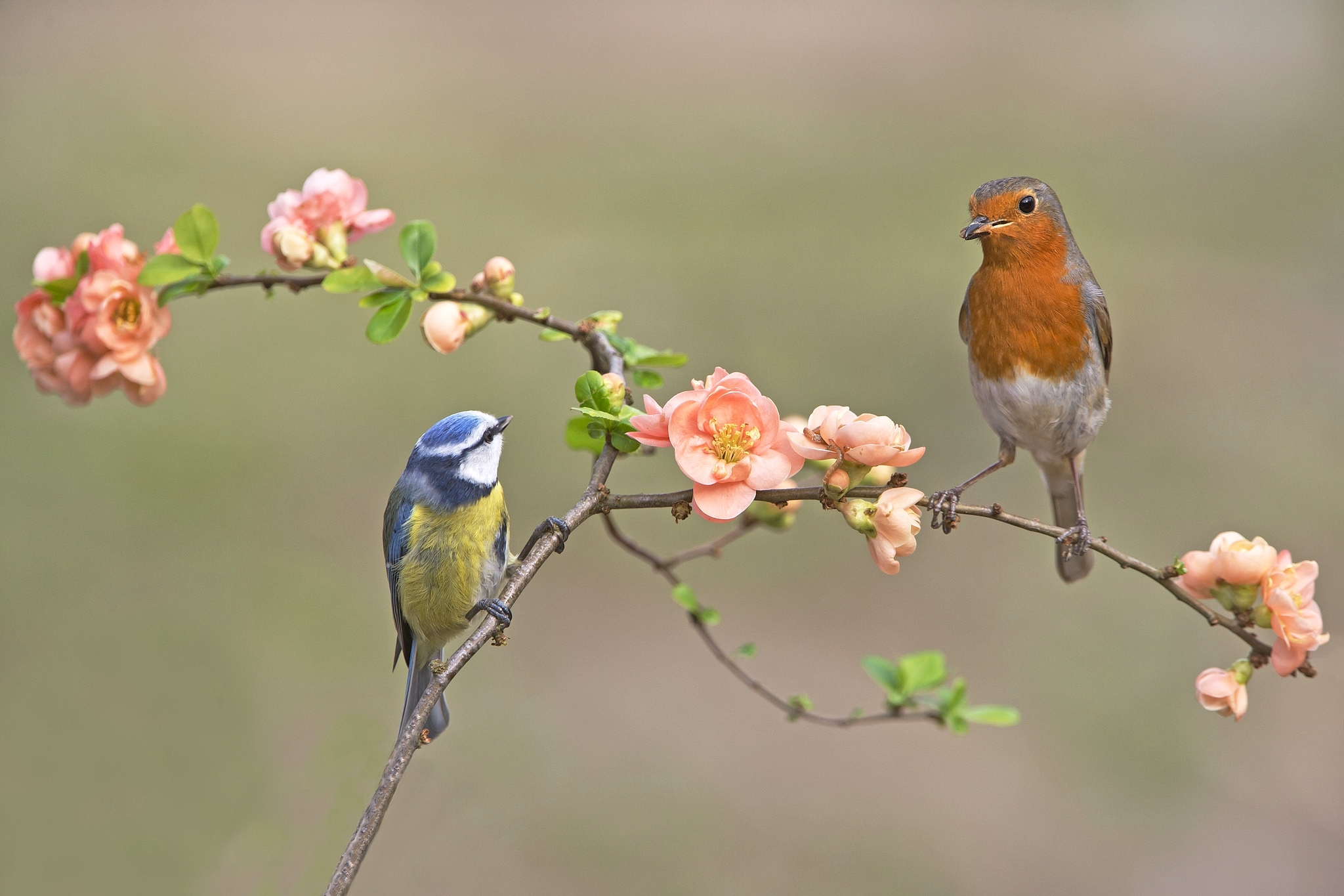 無料モバイル壁紙動物, 鳥, 花, ブランチ, ロビン, ピンクの花, スズメ目をダウンロードします。