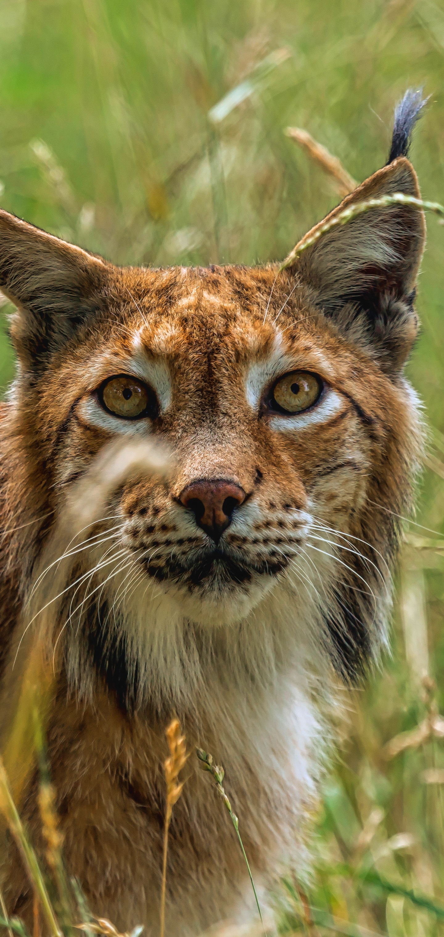 Descarga gratuita de fondo de pantalla para móvil de Animales, Gatos, Lince, Mirar Fijamente.