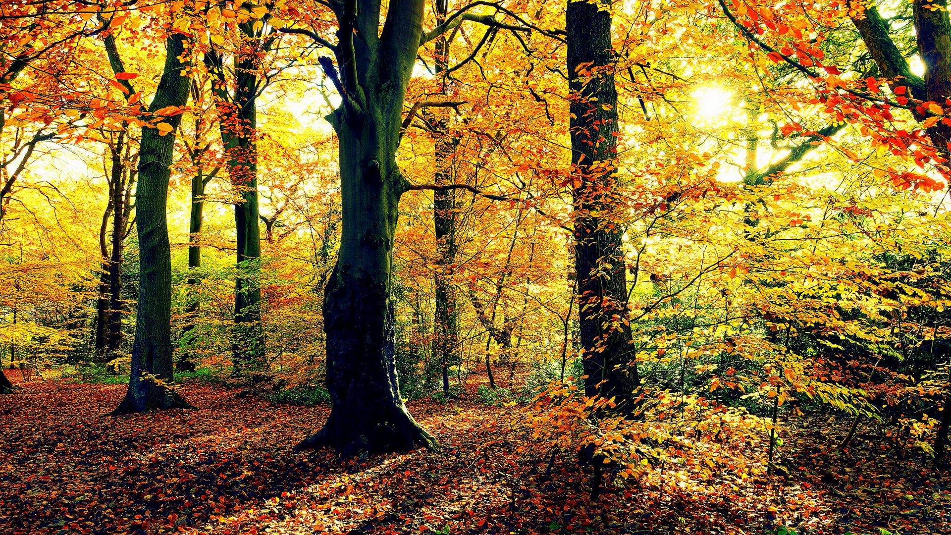 Download mobile wallpaper Fall, Earth for free.