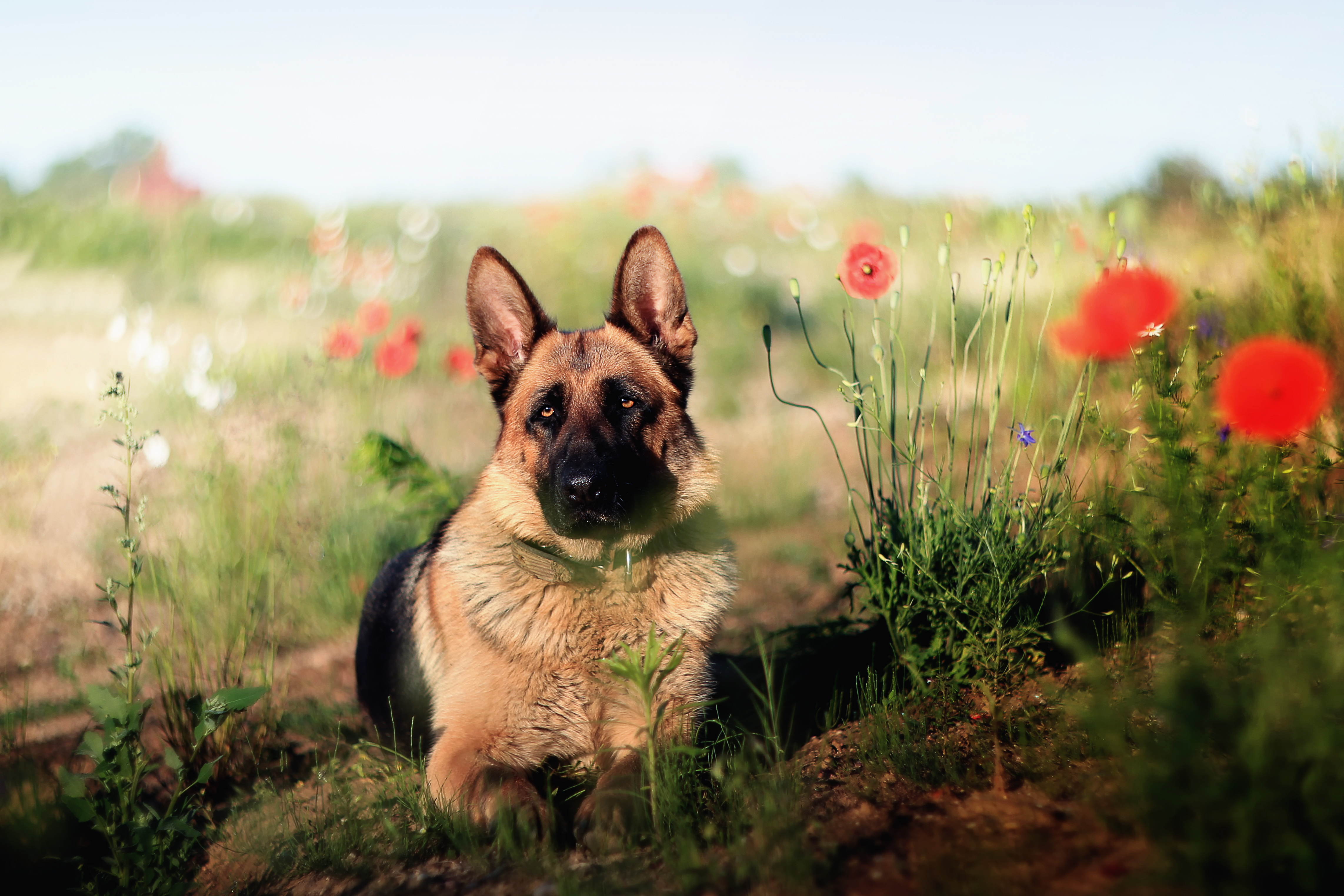 Download mobile wallpaper Dogs, Summer, Flower, Dog, Animal, Bokeh, Poppy, German Shepherd for free.