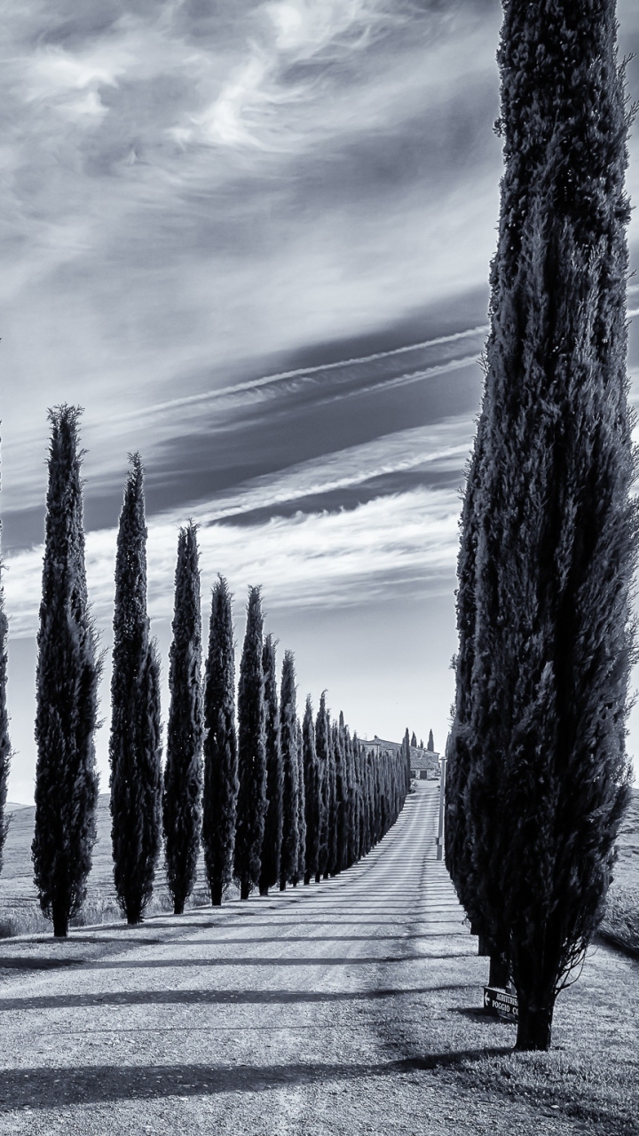 Download mobile wallpaper Italy, Tree, Field, Monochrome, Photography, Tuscany, Tree Lined, Dirt Road for free.