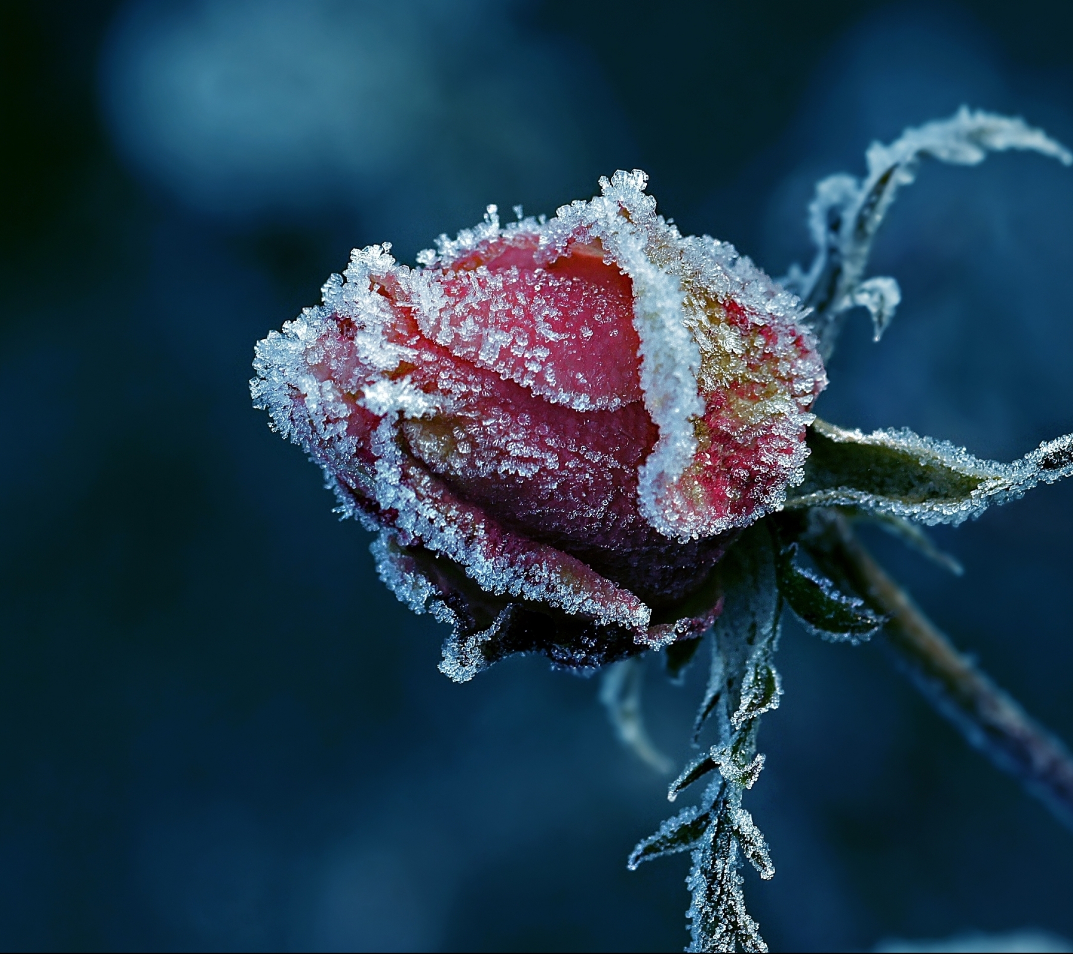 Téléchargez gratuitement l'image Fleurs, Rose, Terre/nature sur le bureau de votre PC