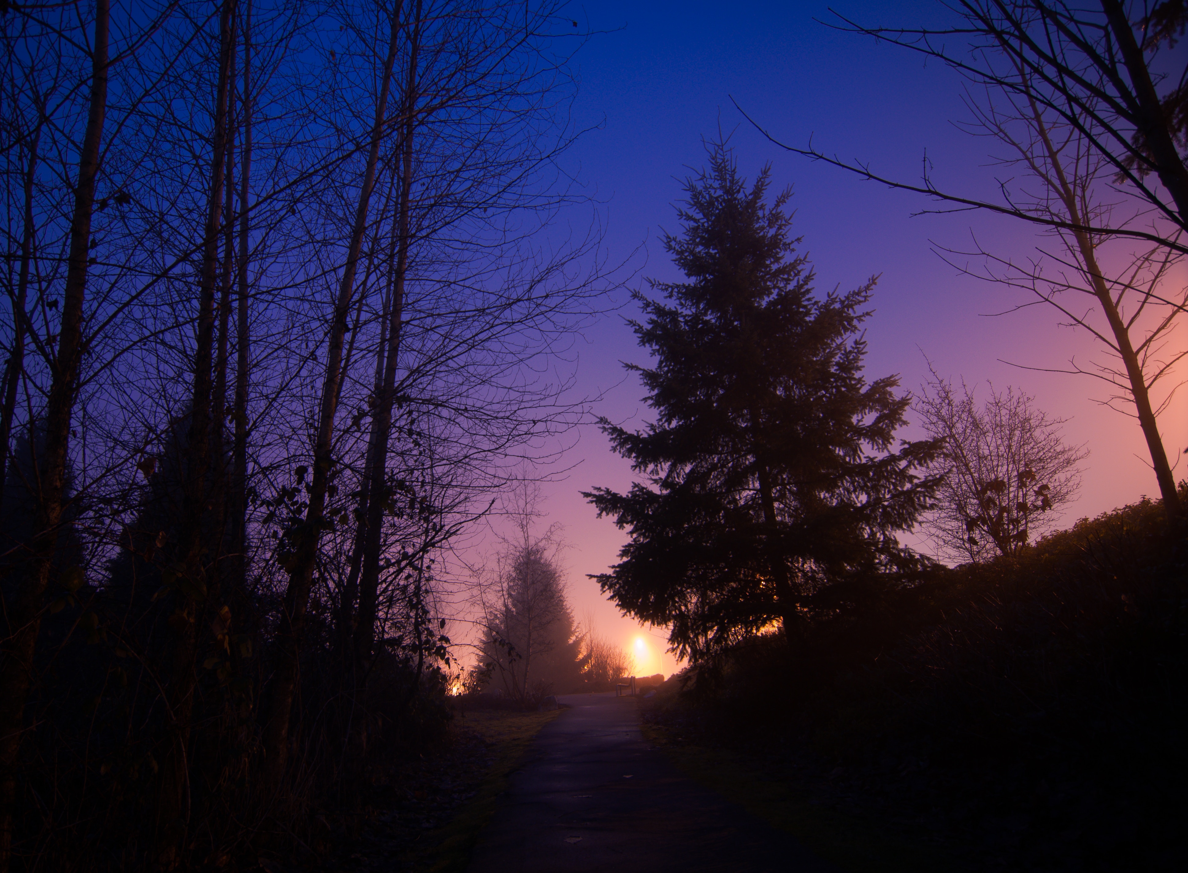 fog, sky, night, trees, nature, forest, path 1080p