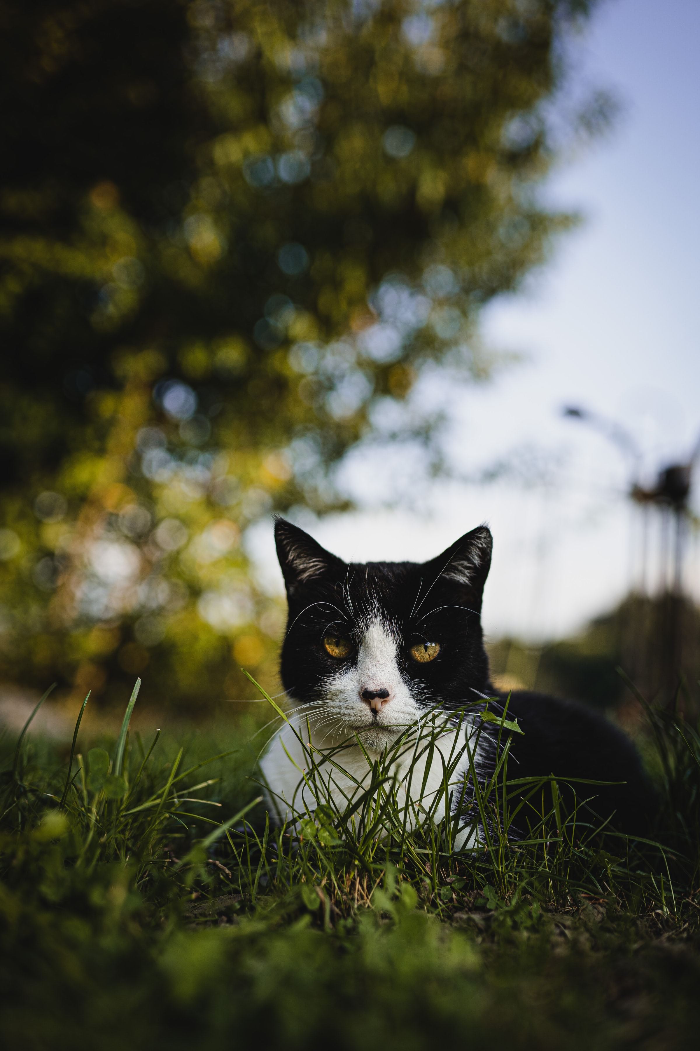 Download mobile wallpaper Grass, Pet, Sight, Opinion, Animals, Cat for free.