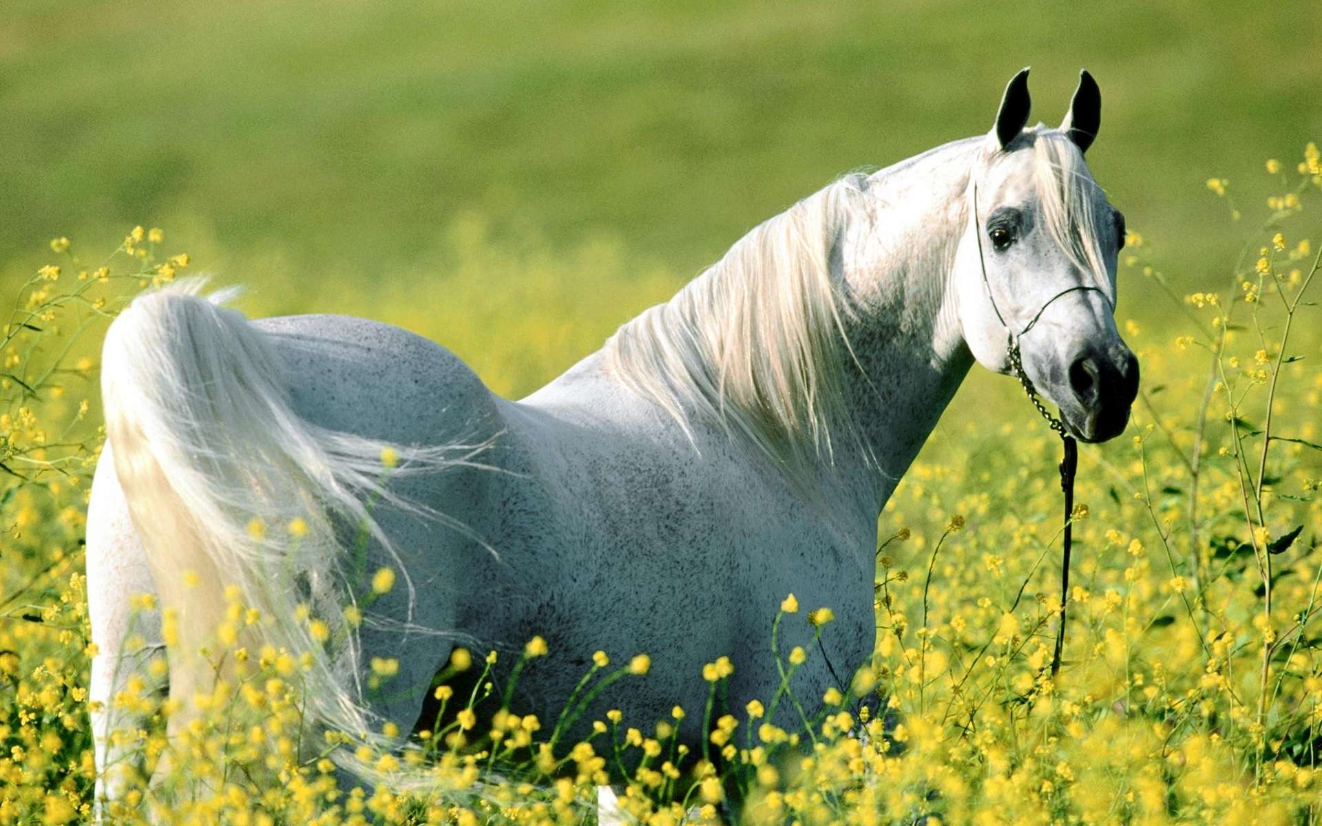 Download mobile wallpaper Animal, Horse for free.