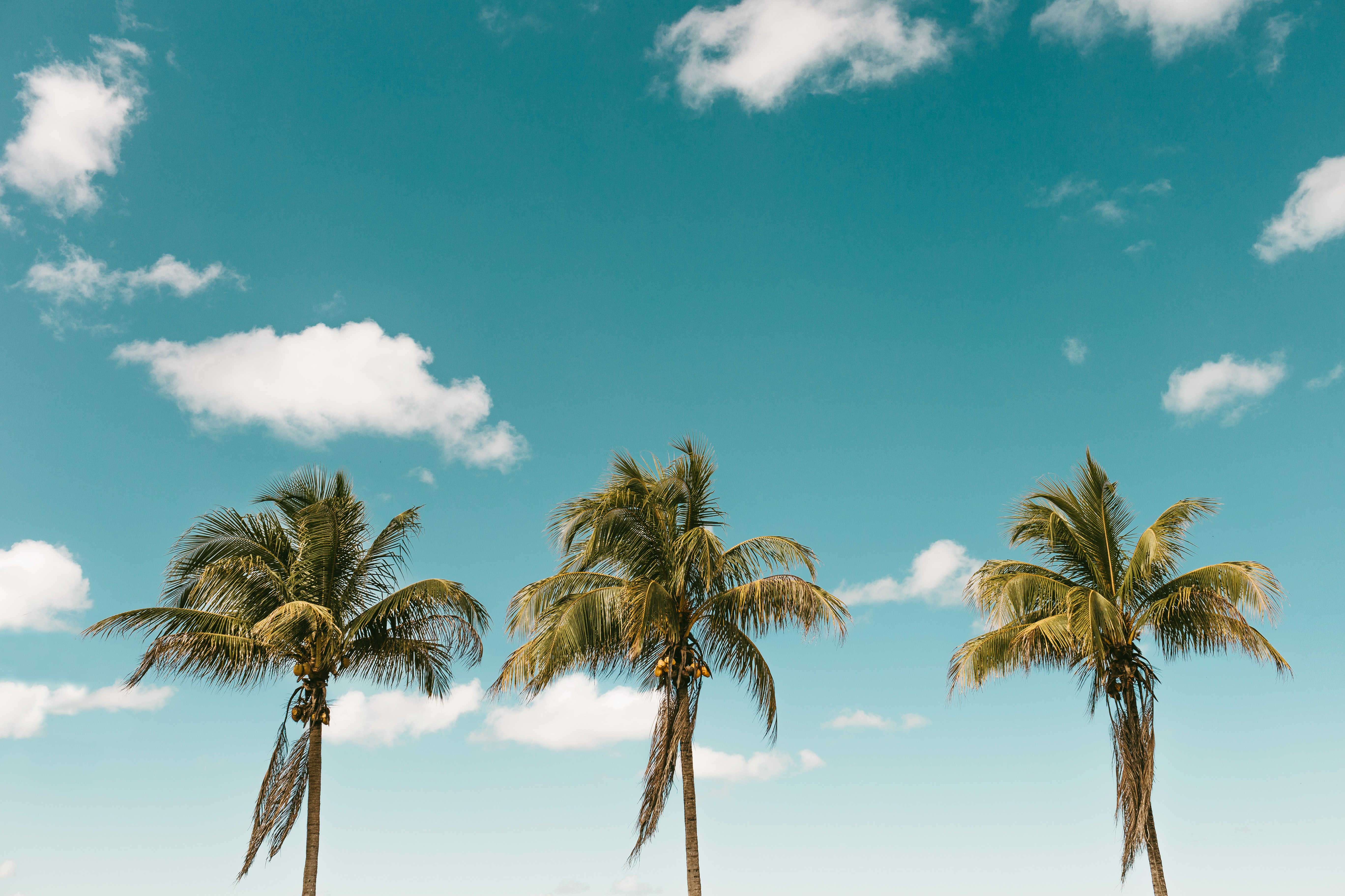 HD wallpaper minimalism, palm, nature, sky