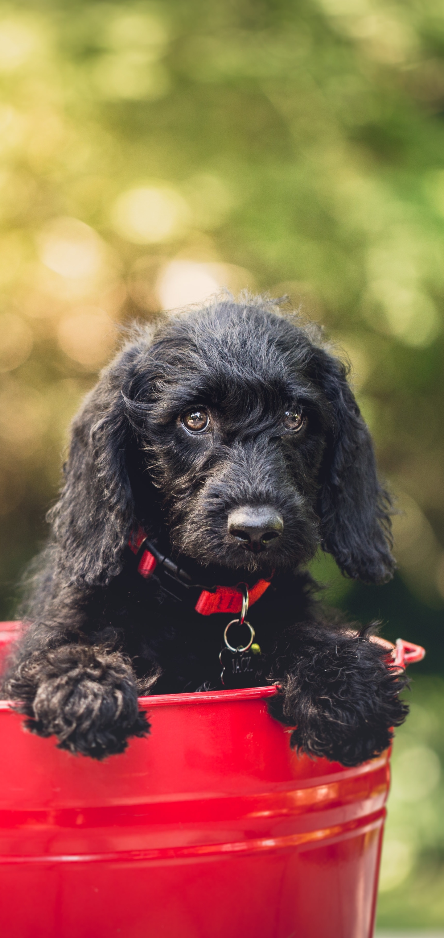 Download mobile wallpaper Dogs, Dog, Muzzle, Animal, Puppy, Bokeh, Cocker Spaniel, Baby Animal for free.