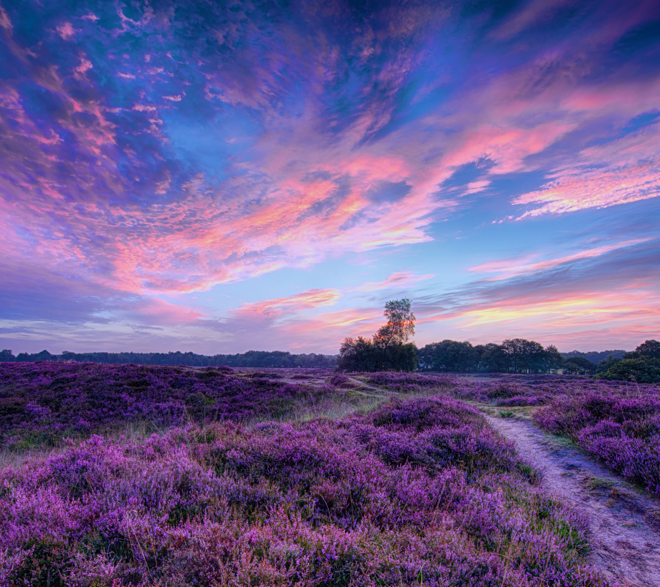 Download mobile wallpaper Sunset, Sky, Earth, Field, Purple Flower for free.