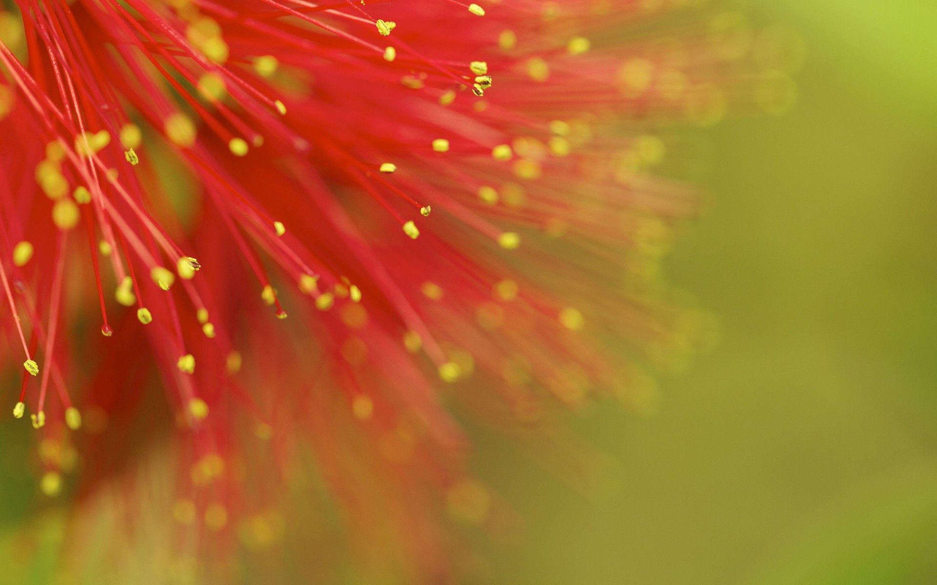 Laden Sie das Makro, Punkt, Blume, Punkte, Pflanze-Bild kostenlos auf Ihren PC-Desktop herunter