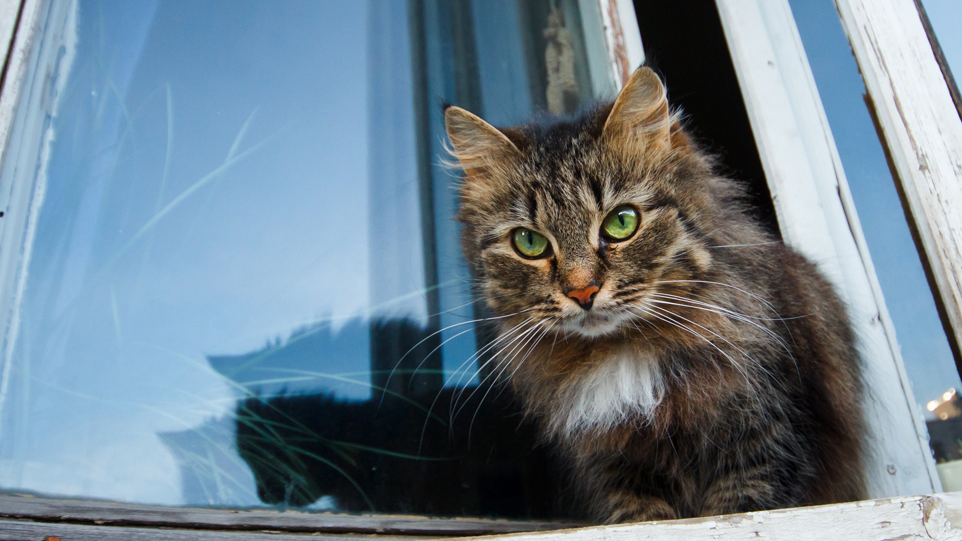 無料モバイル壁紙動物, ネコ, 猫をダウンロードします。