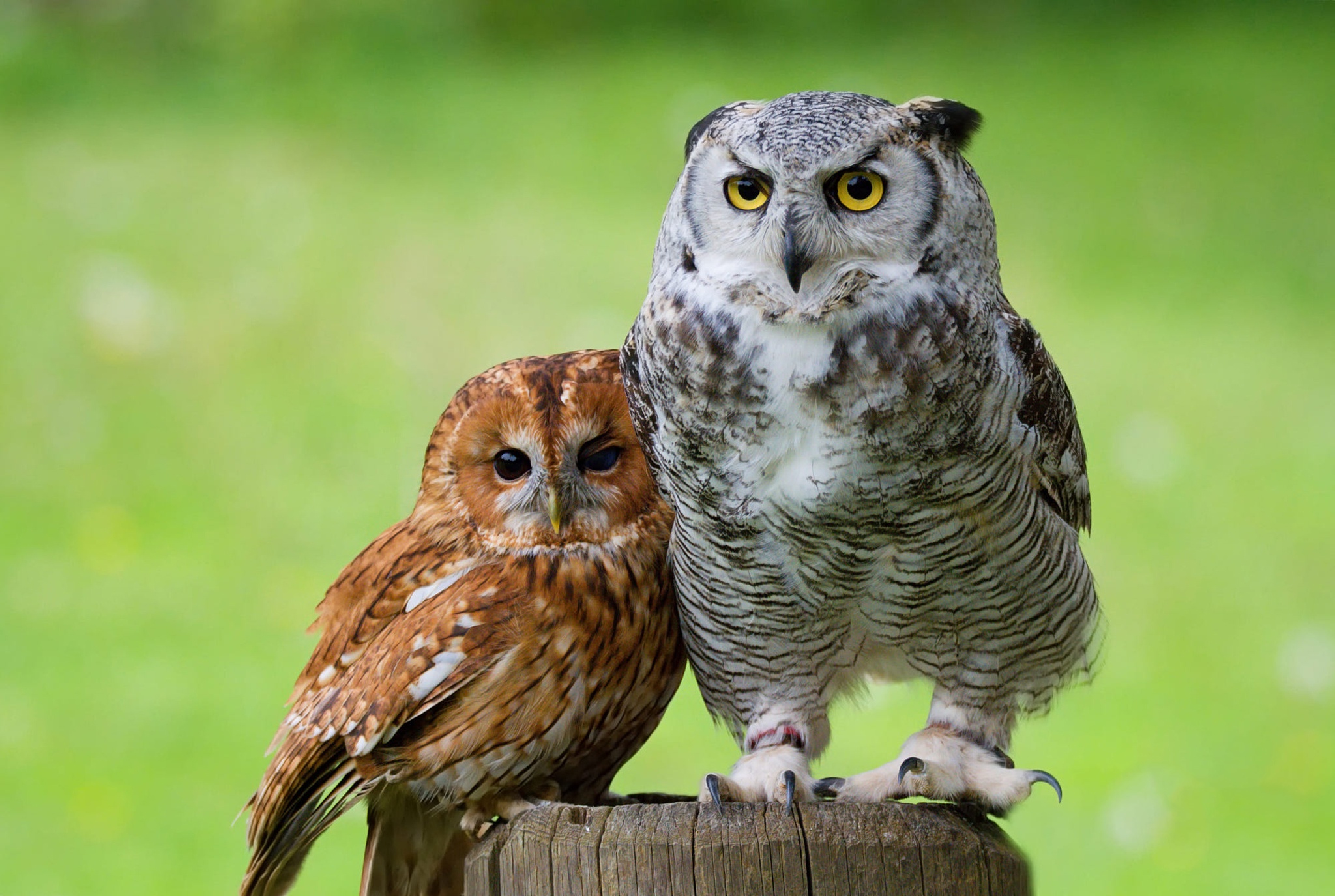 Download mobile wallpaper Birds, Owl, Bird, Animal for free.