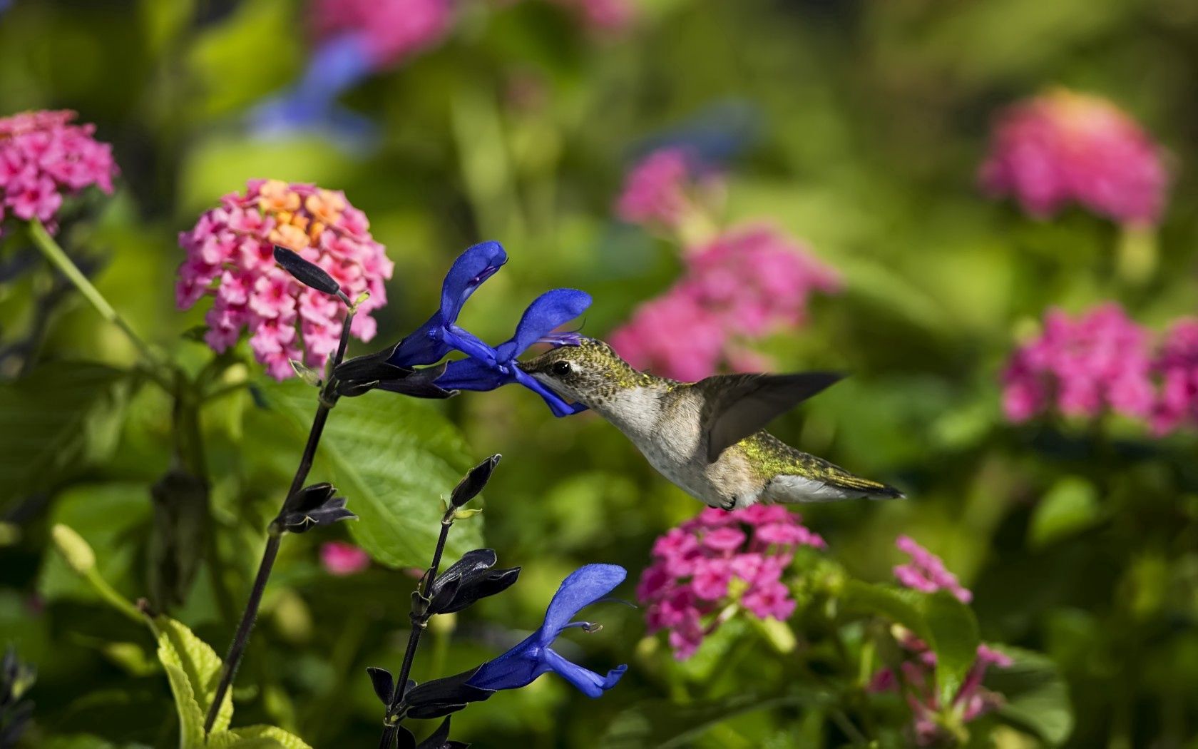 107858 descargar imagen colibríes, animales, flores, pájaro, campo: fondos de pantalla y protectores de pantalla gratis