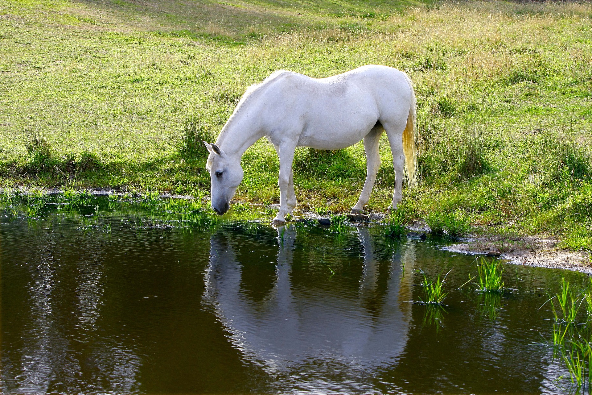 無料モバイル壁紙動物, 馬, 湖, 反射, 池をダウンロードします。