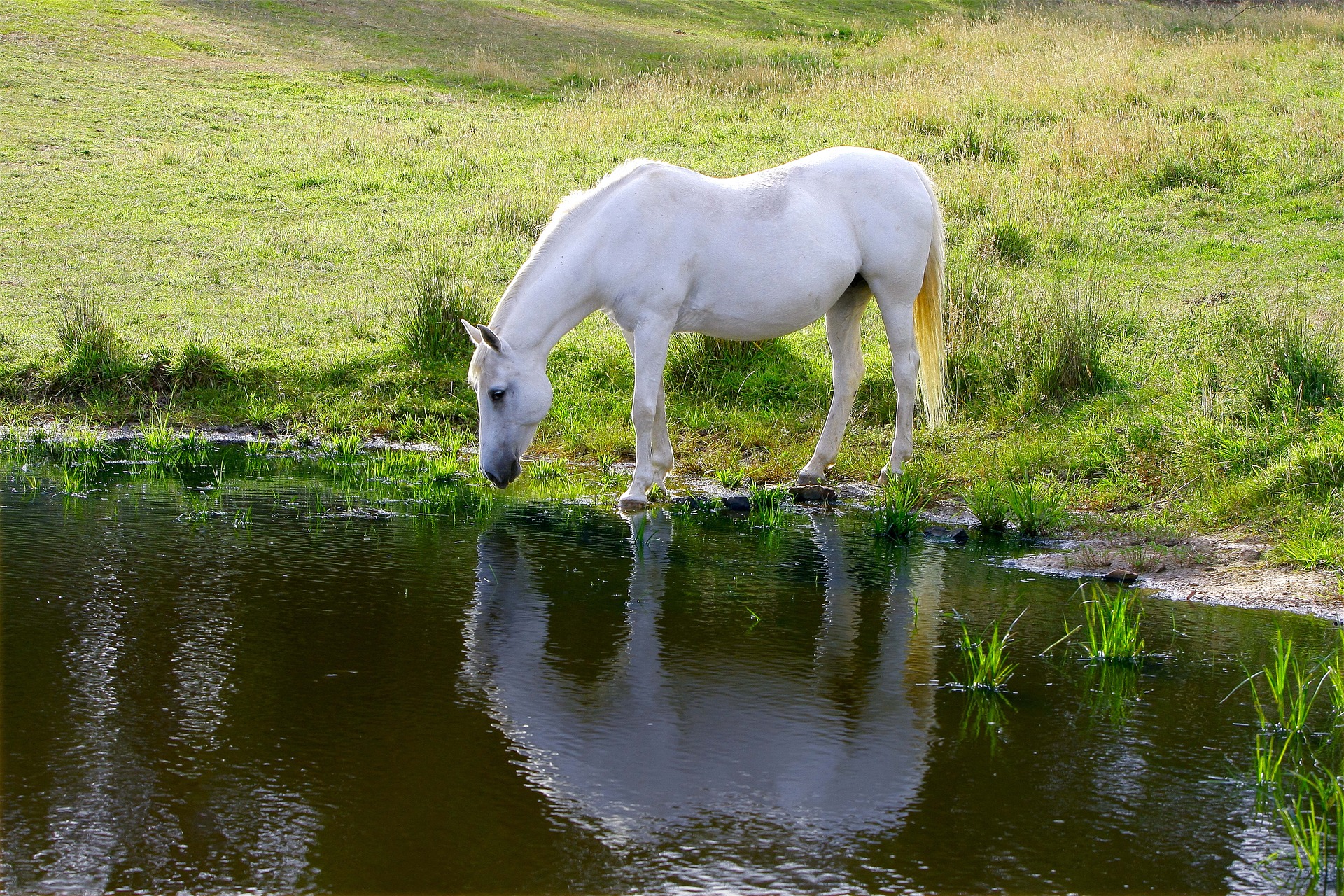 Laden Sie das Tiere, See, Teich, Hauspferd, Spiegelung-Bild kostenlos auf Ihren PC-Desktop herunter